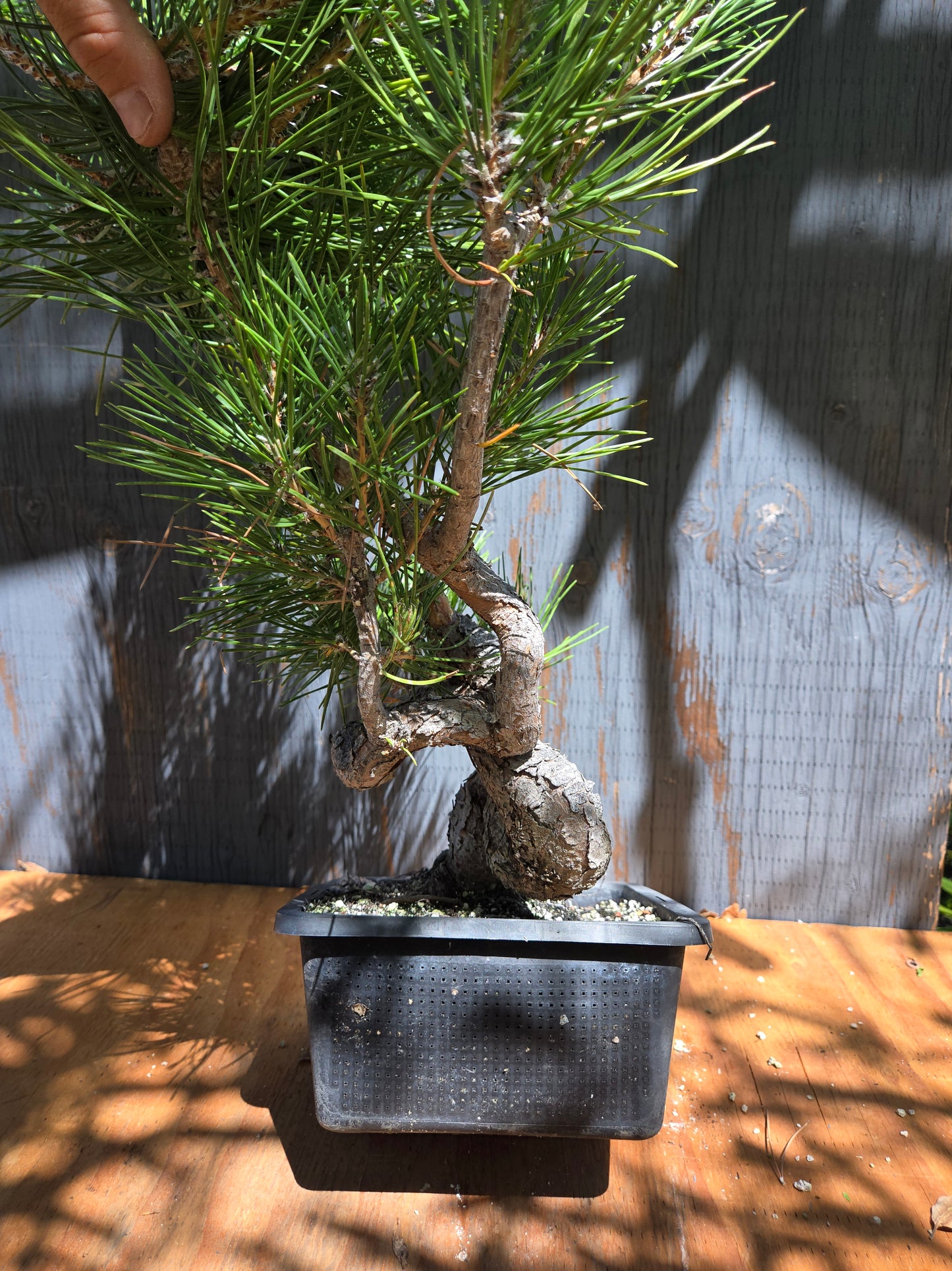 Japanese Black Pine 'Mikawa' JUL 01
