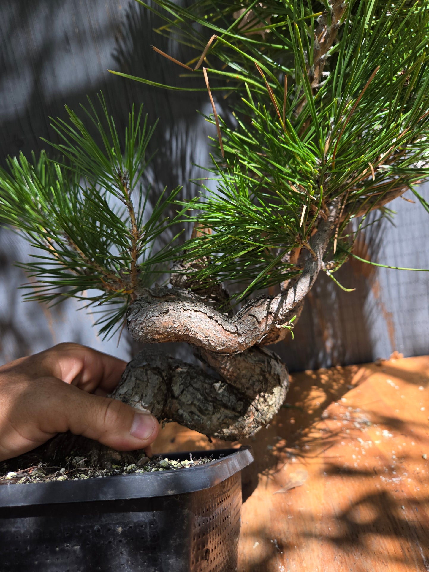 Japanese Black Pine 'Mikawa' JUL 01