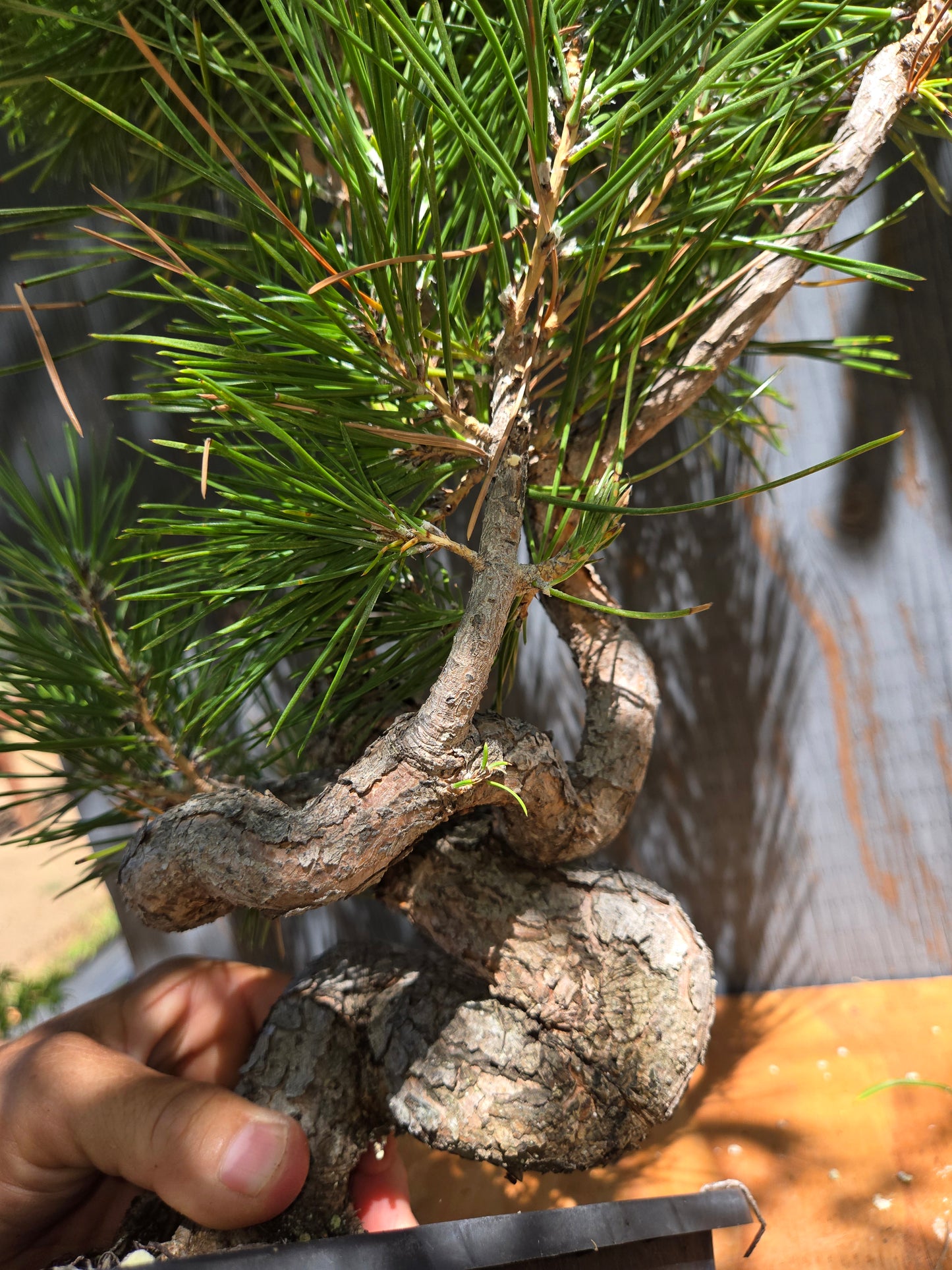 Japanese Black Pine 'Mikawa' JUL 01