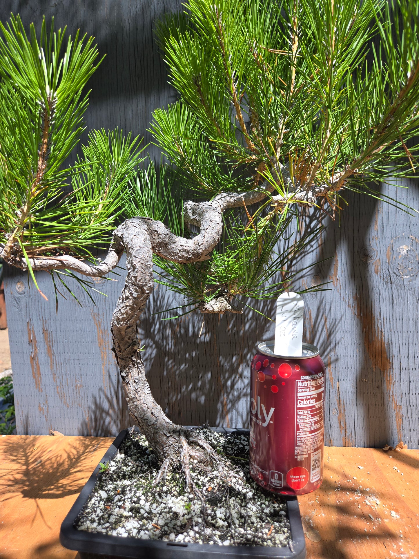 Japanese Black Pine 'Mikawa' JUL 02