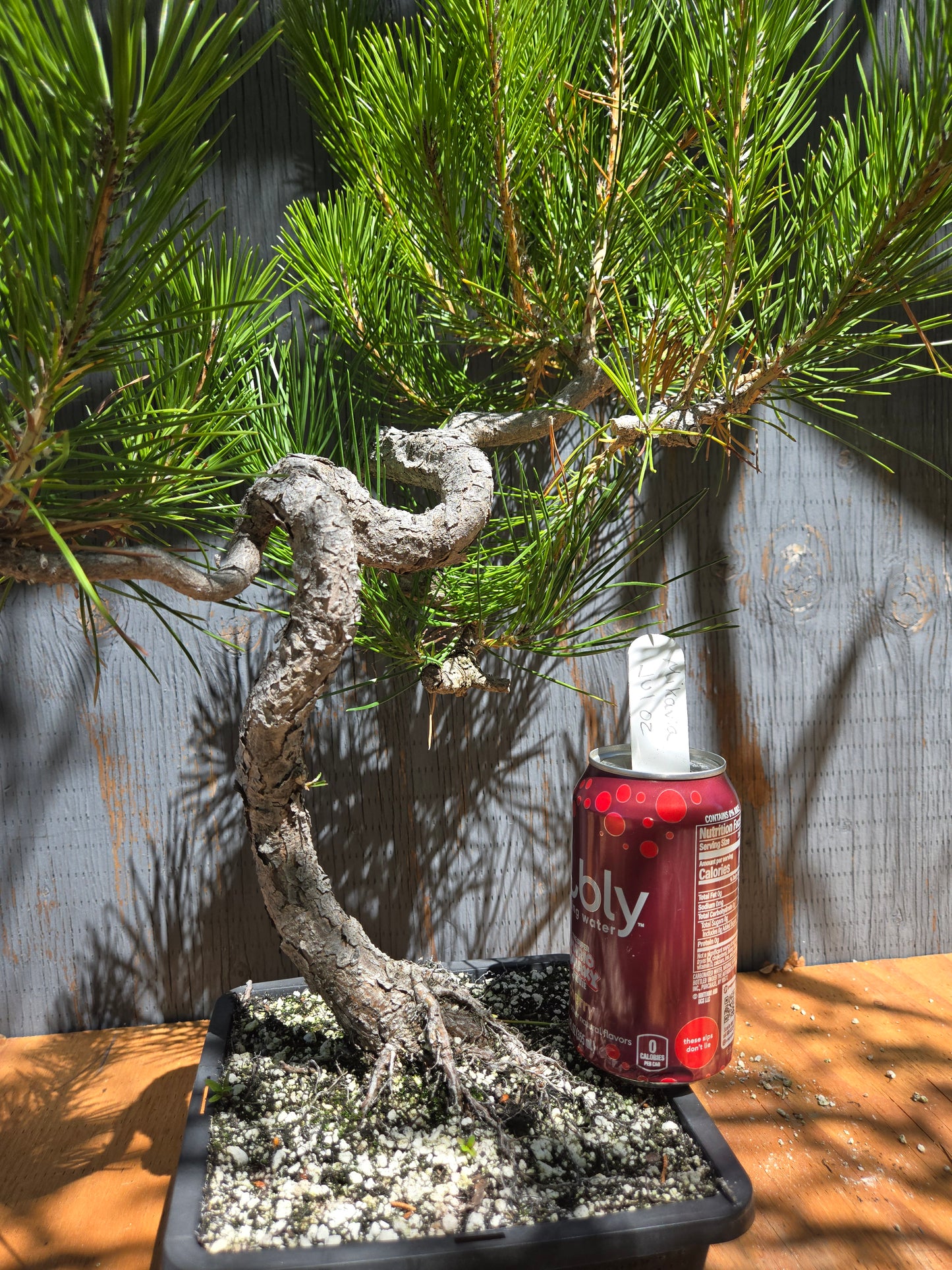 Japanese Black Pine 'Mikawa' JUL 02