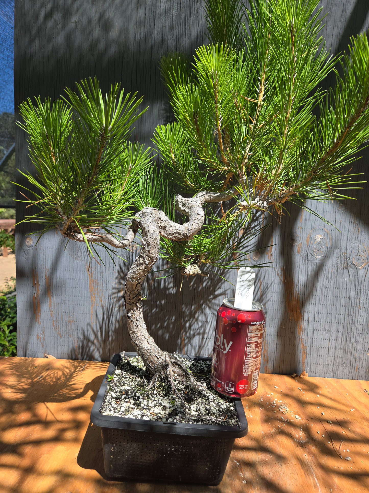Japanese Black Pine 'Mikawa' JUL 02