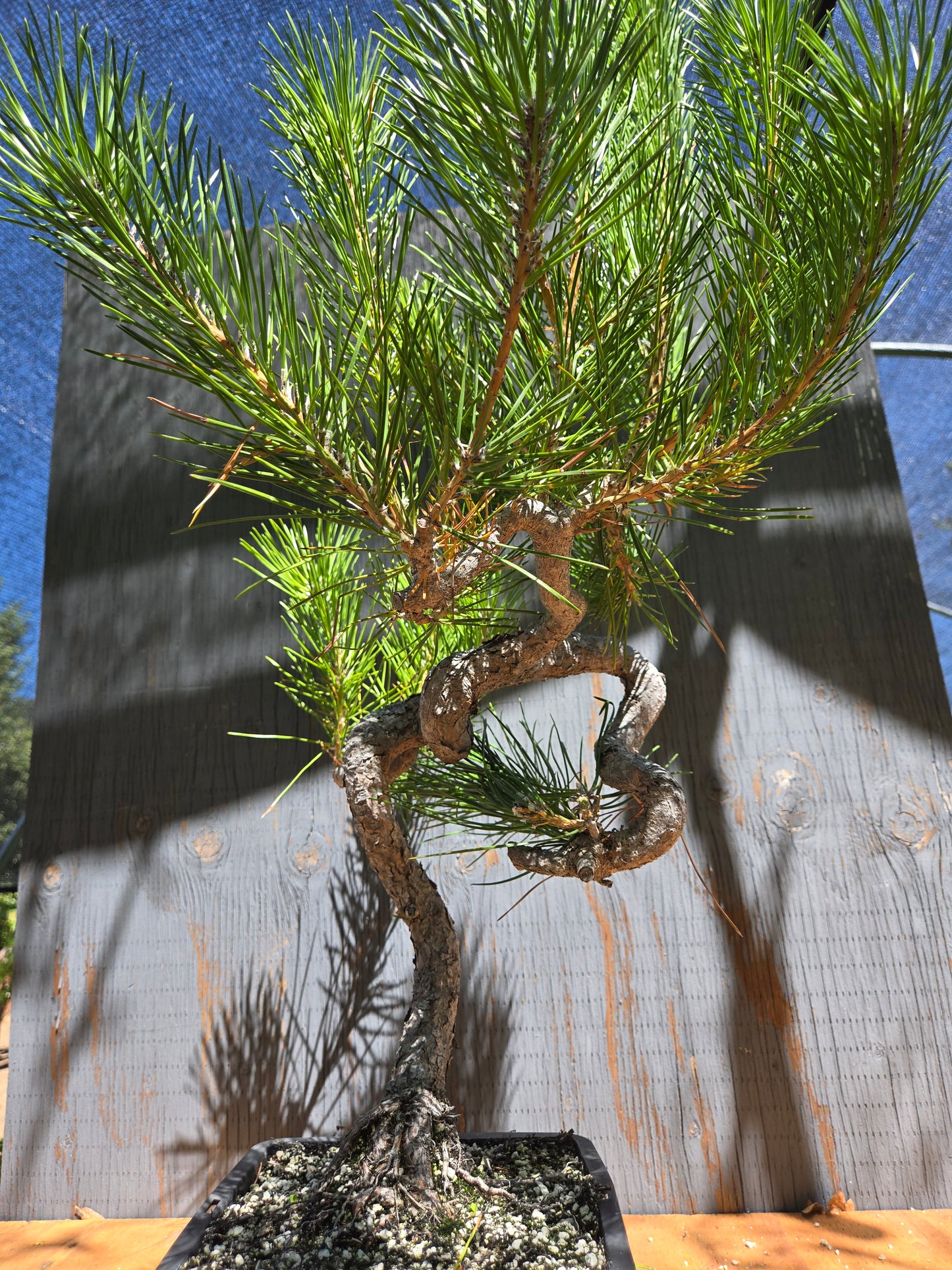 Japanese Black Pine 'Mikawa' JUL 02
