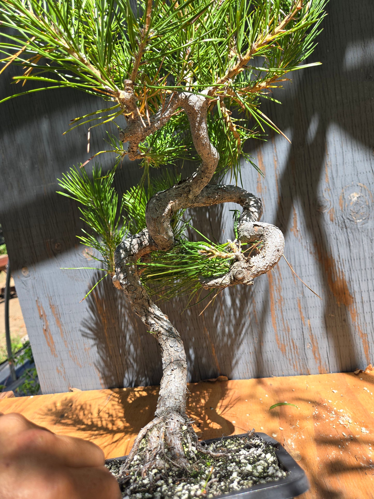 Japanese Black Pine 'Mikawa' JUL 02