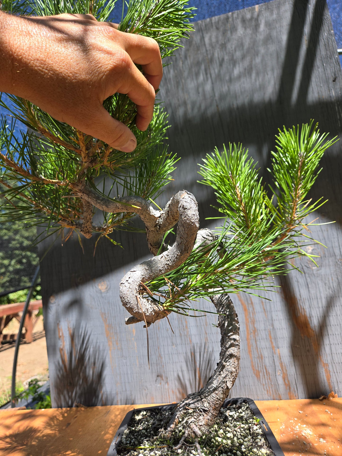 Japanese Black Pine 'Mikawa' JUL 02