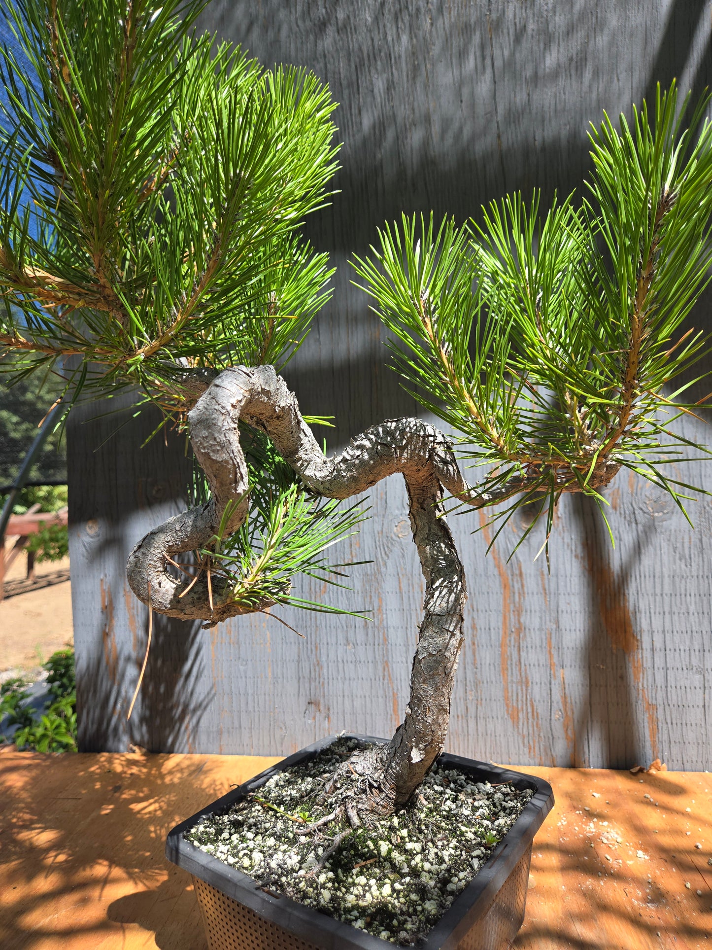 Japanese Black Pine 'Mikawa' JUL 02