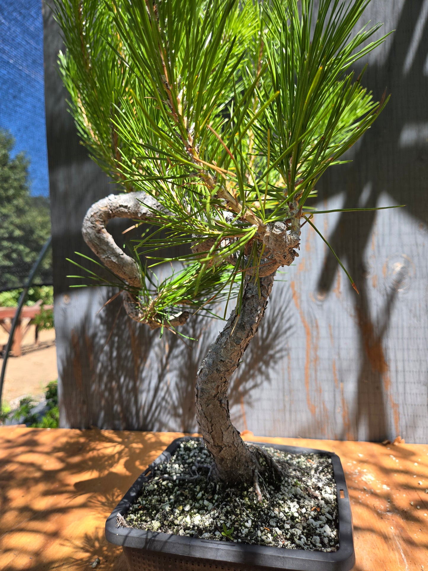 Japanese Black Pine 'Mikawa' JUL 02
