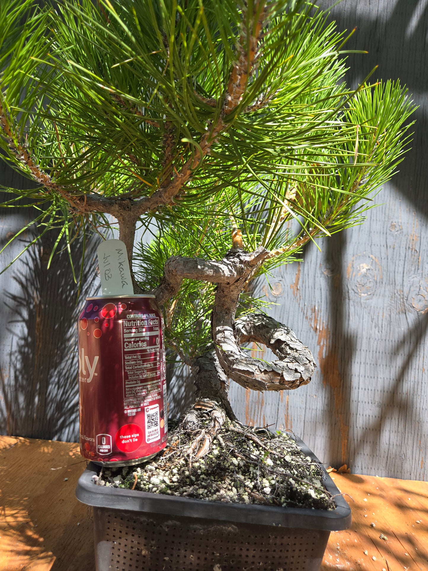 Japanese Black Pine 'Mikawa' JUL 03