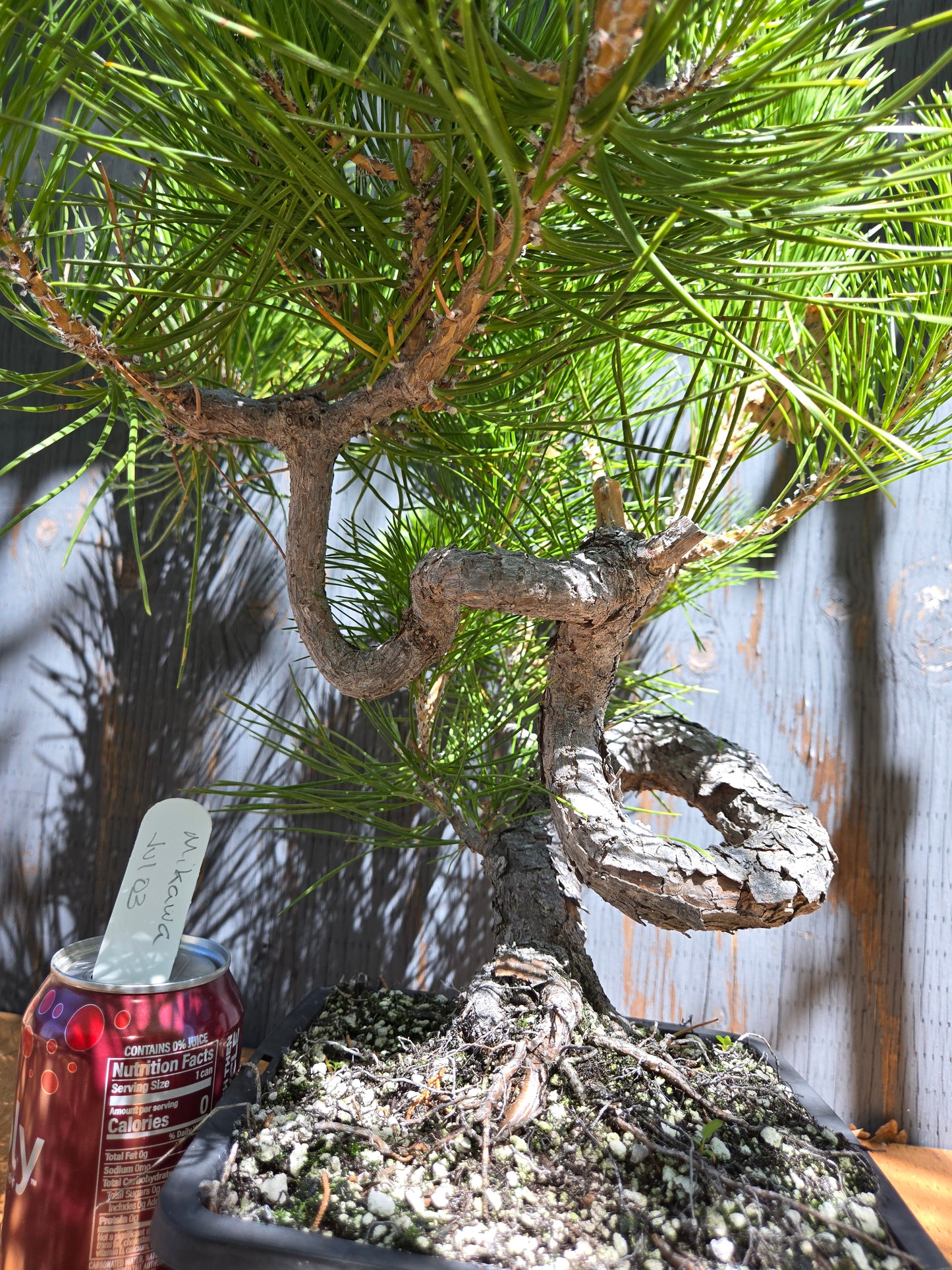 Japanese Black Pine 'Mikawa' JUL 03