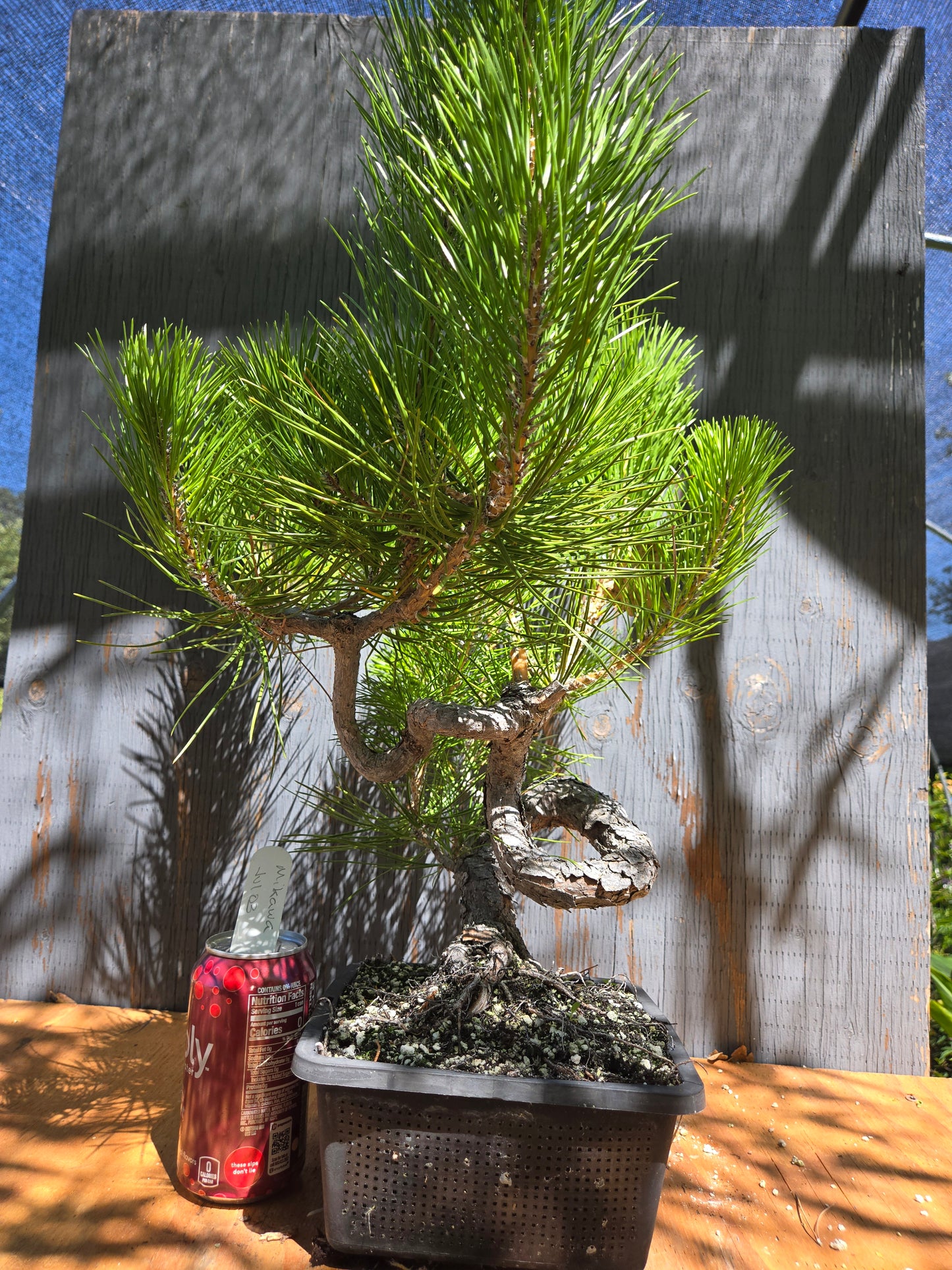 Japanese Black Pine 'Mikawa' JUL 03