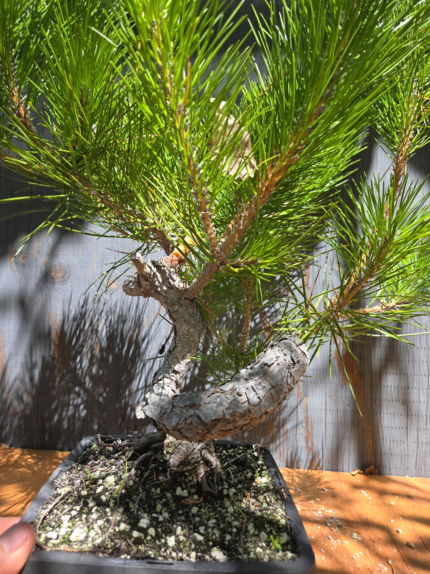 Japanese Black Pine 'Mikawa' JUL 03