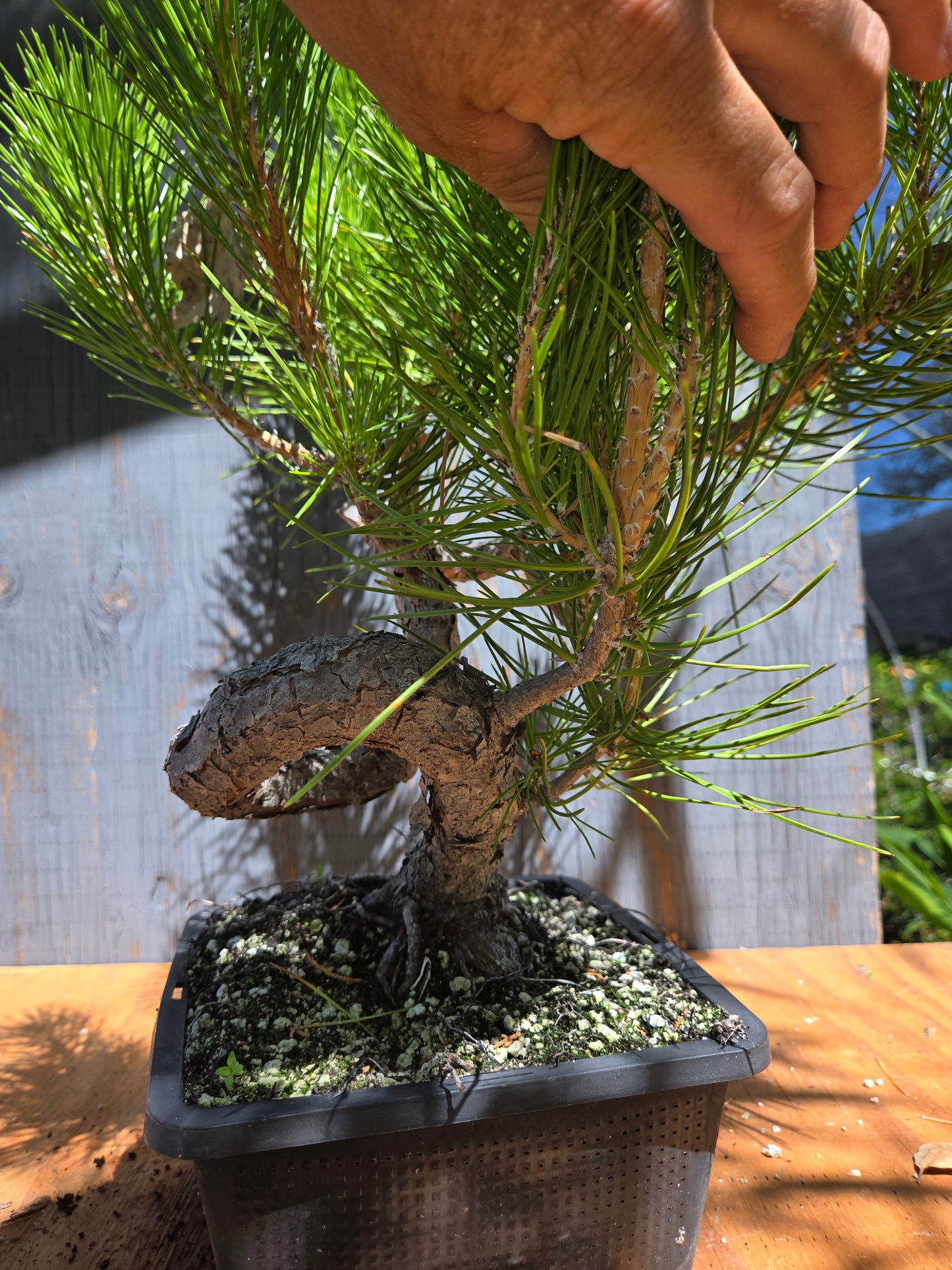 Japanese Black Pine 'Mikawa' JUL 03
