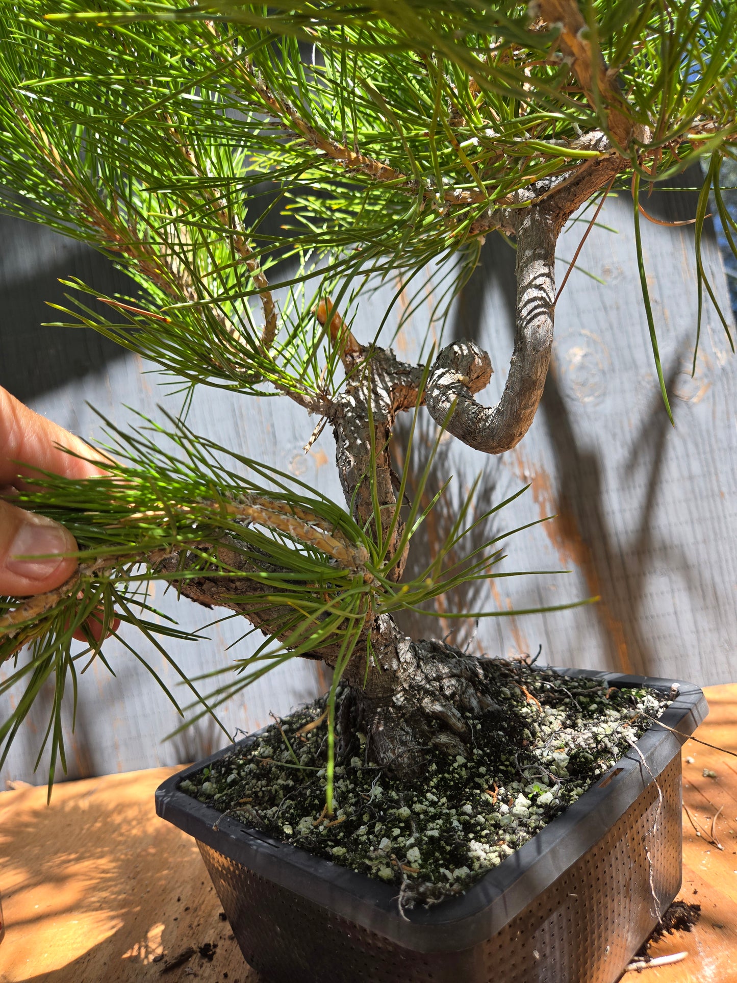 Japanese Black Pine 'Mikawa' JUL 03