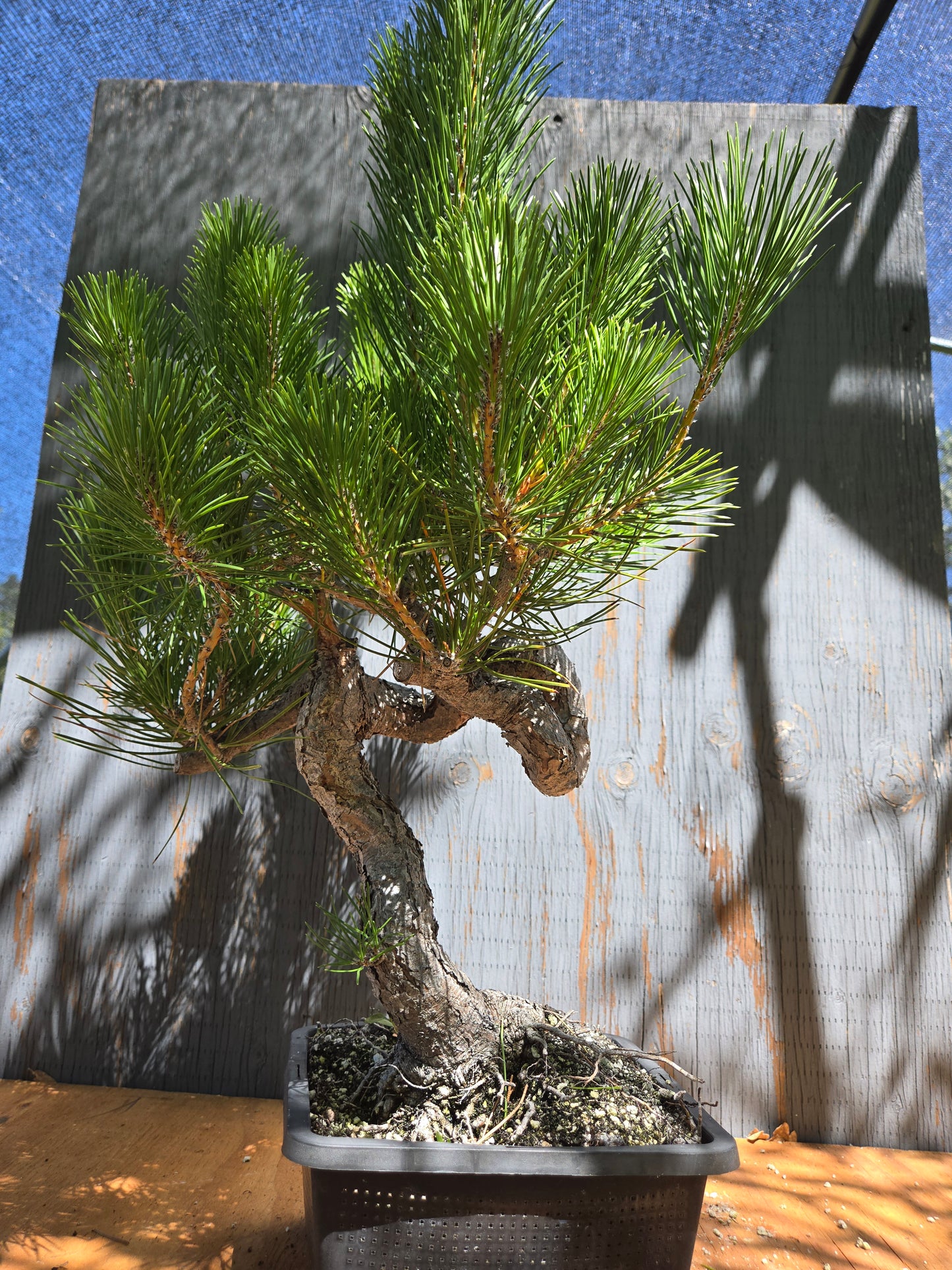 Japanese Black Pine 'Mikawa' JUL 04