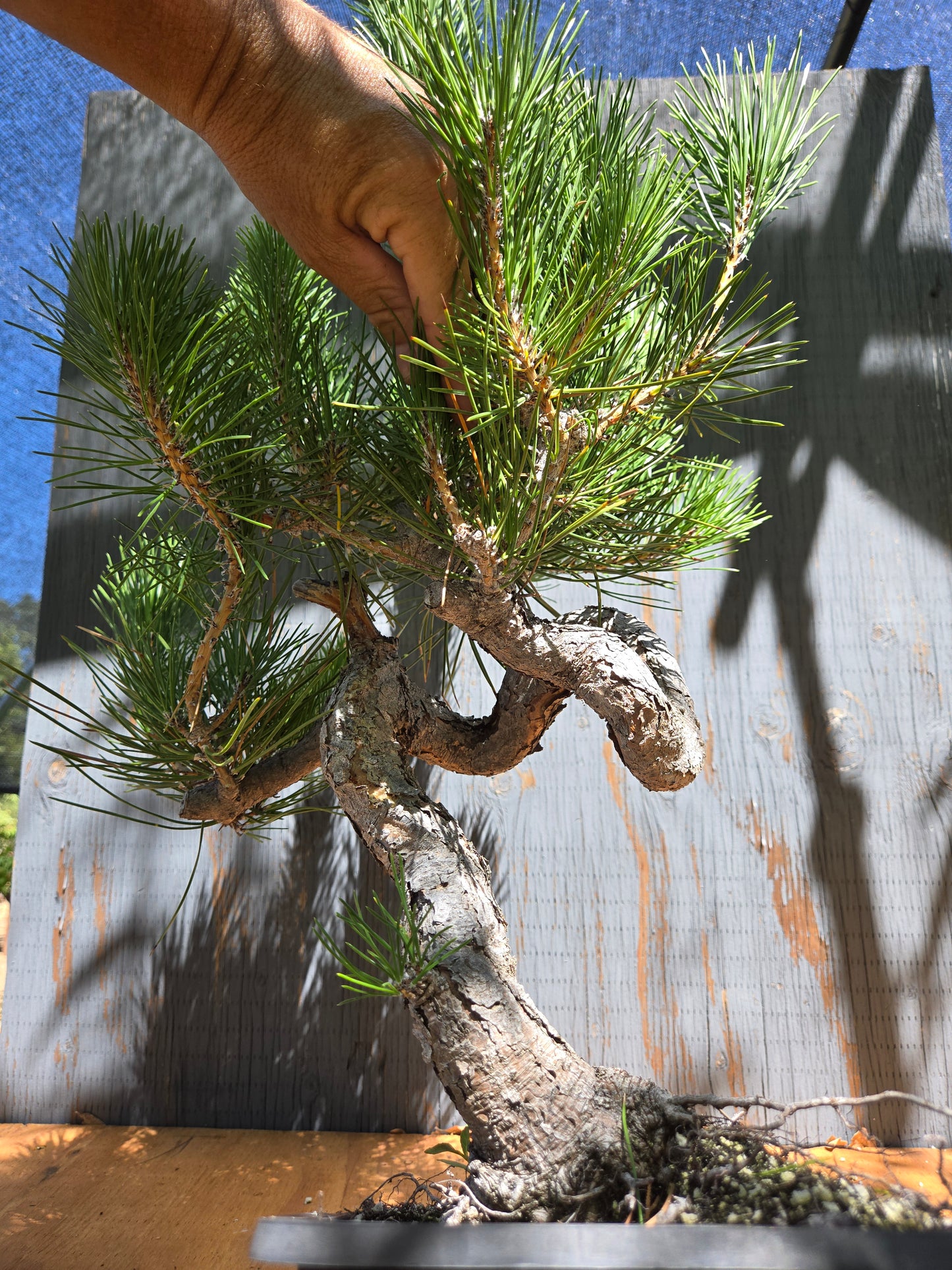 Japanese Black Pine 'Mikawa' JUL 04