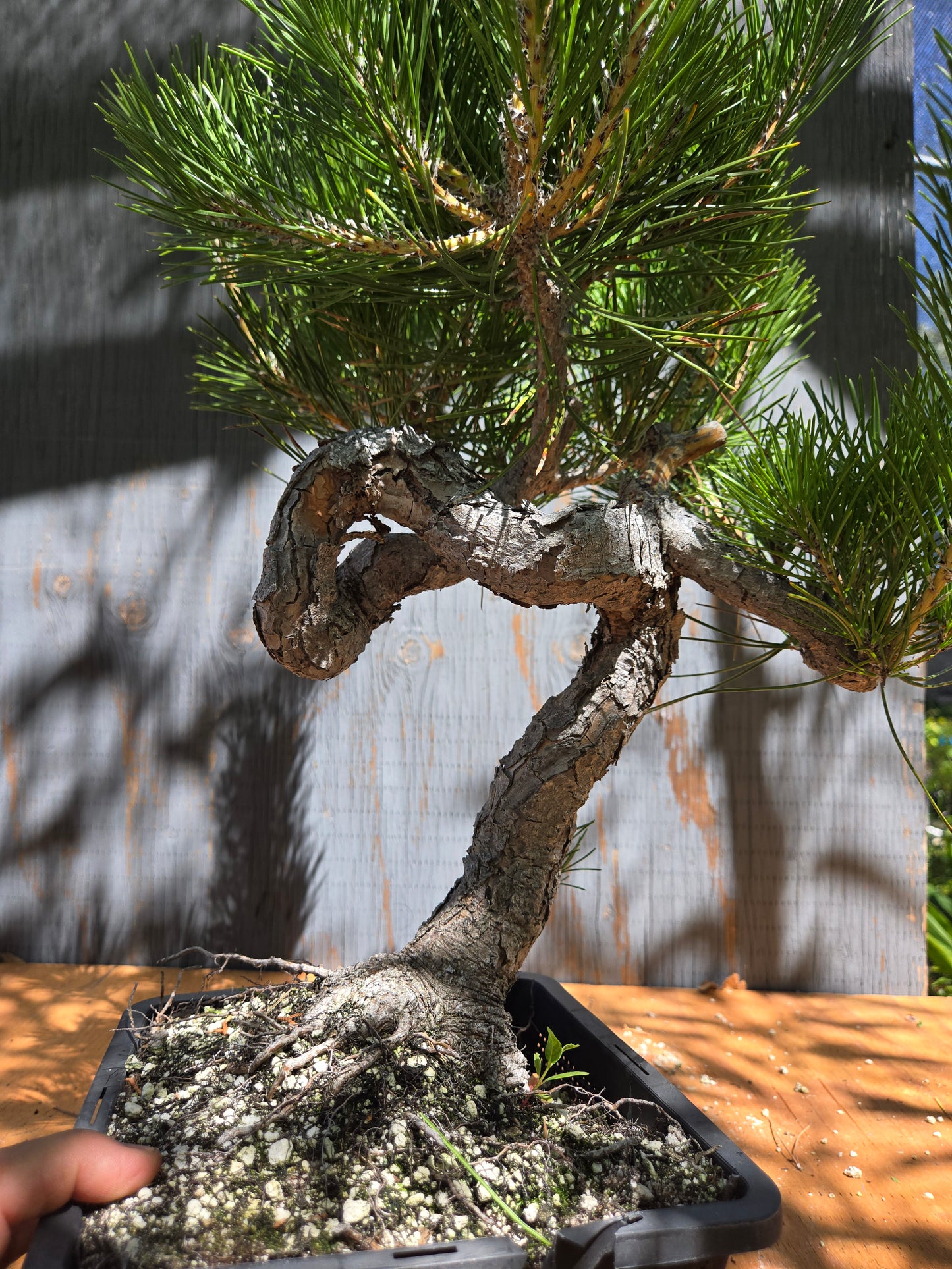 Japanese Black Pine 'Mikawa' JUL 04