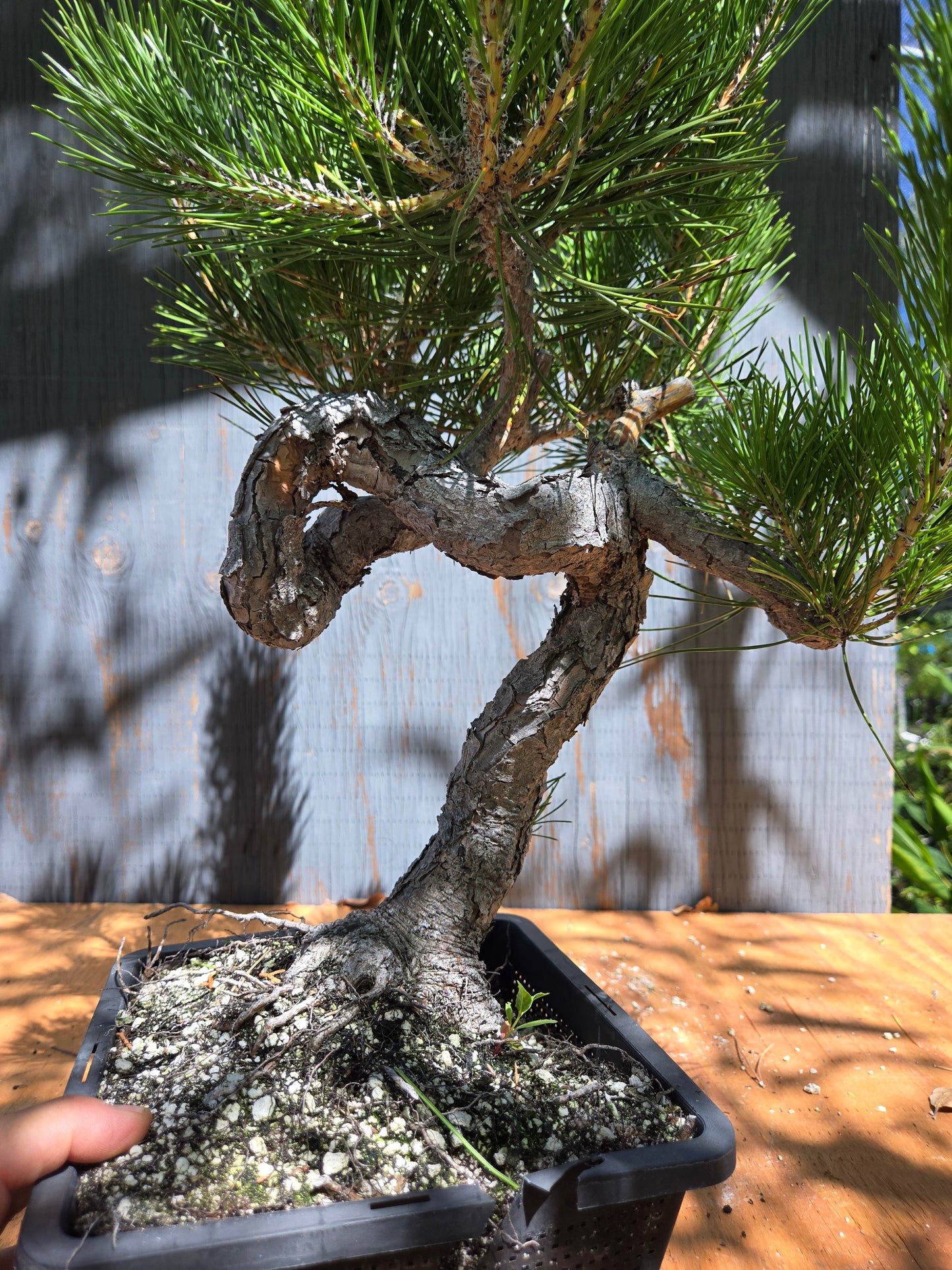 Japanese Black Pine 'Mikawa' JUL 04