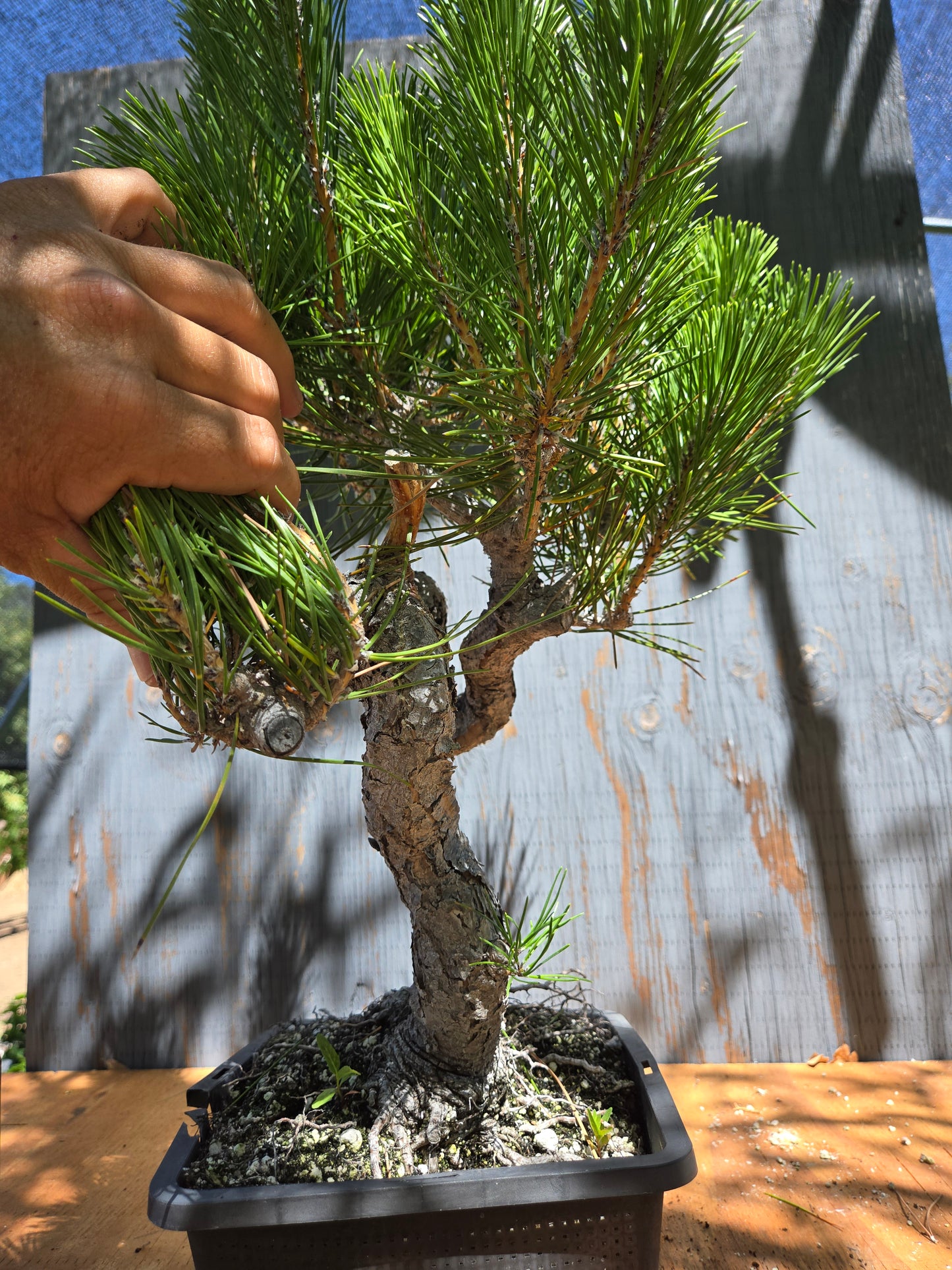 Japanese Black Pine 'Mikawa' JUL 04
