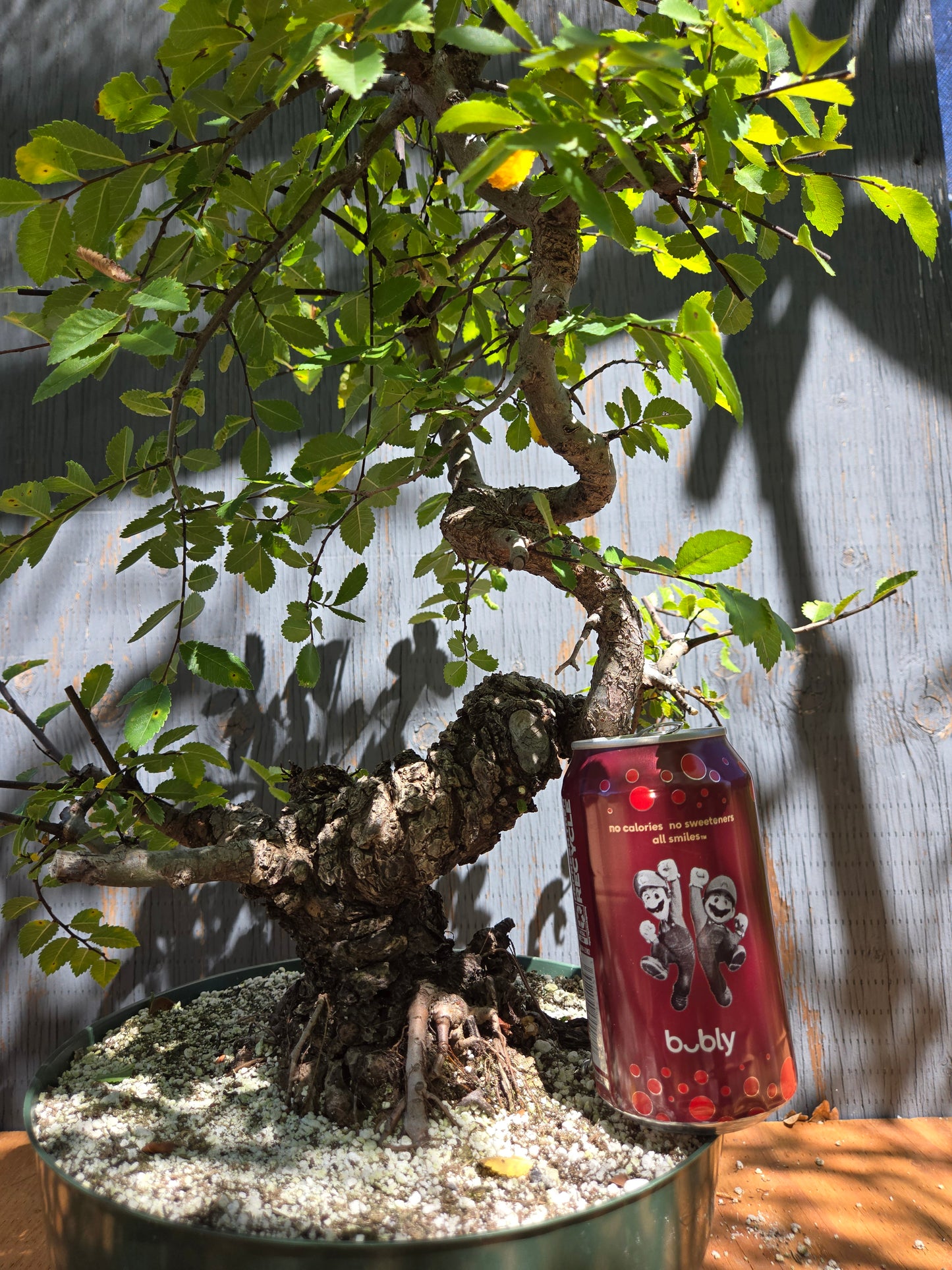 Cork Bark Chinese Elm JUL 00