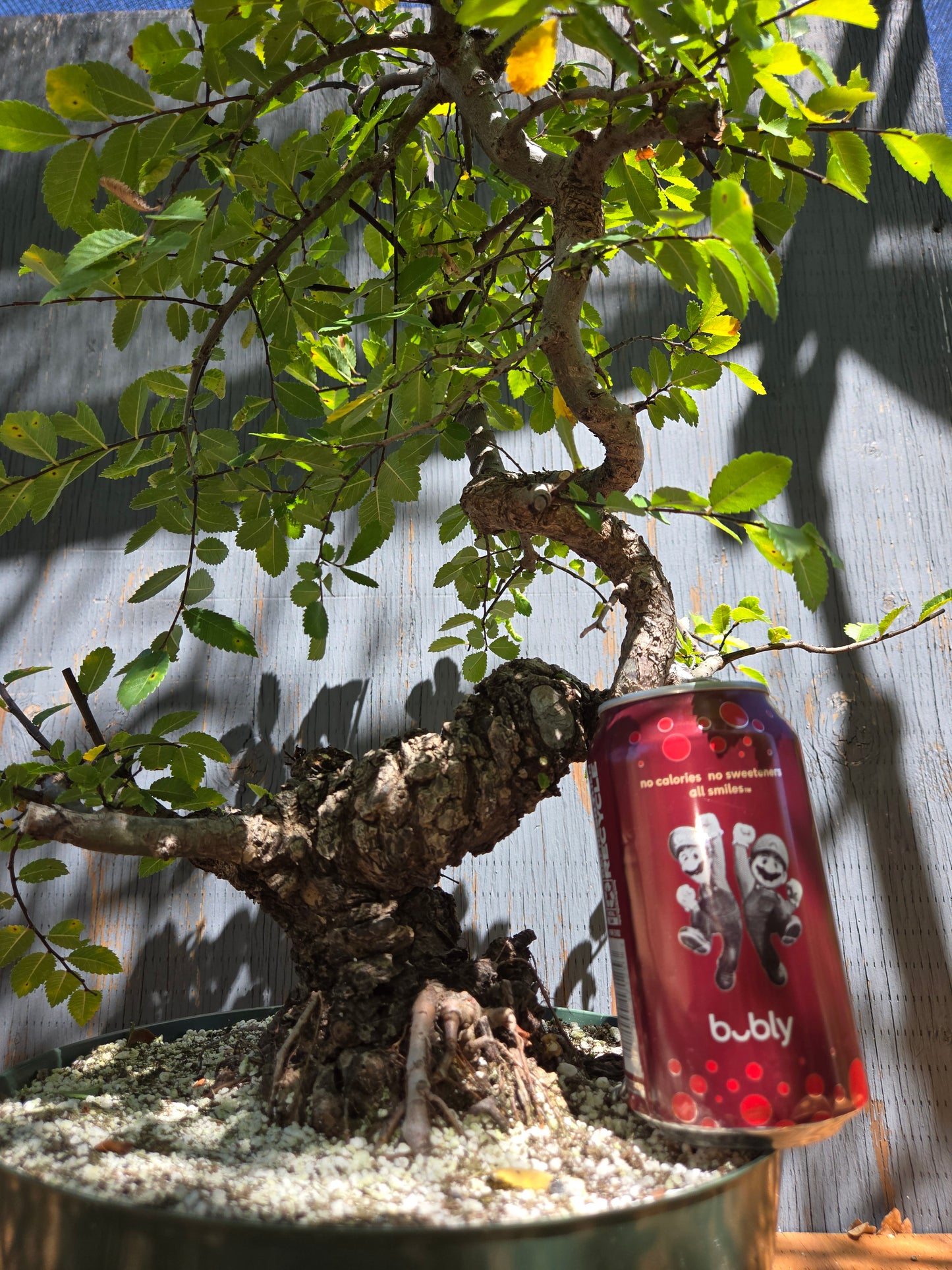 Cork Bark Chinese Elm JUL 00