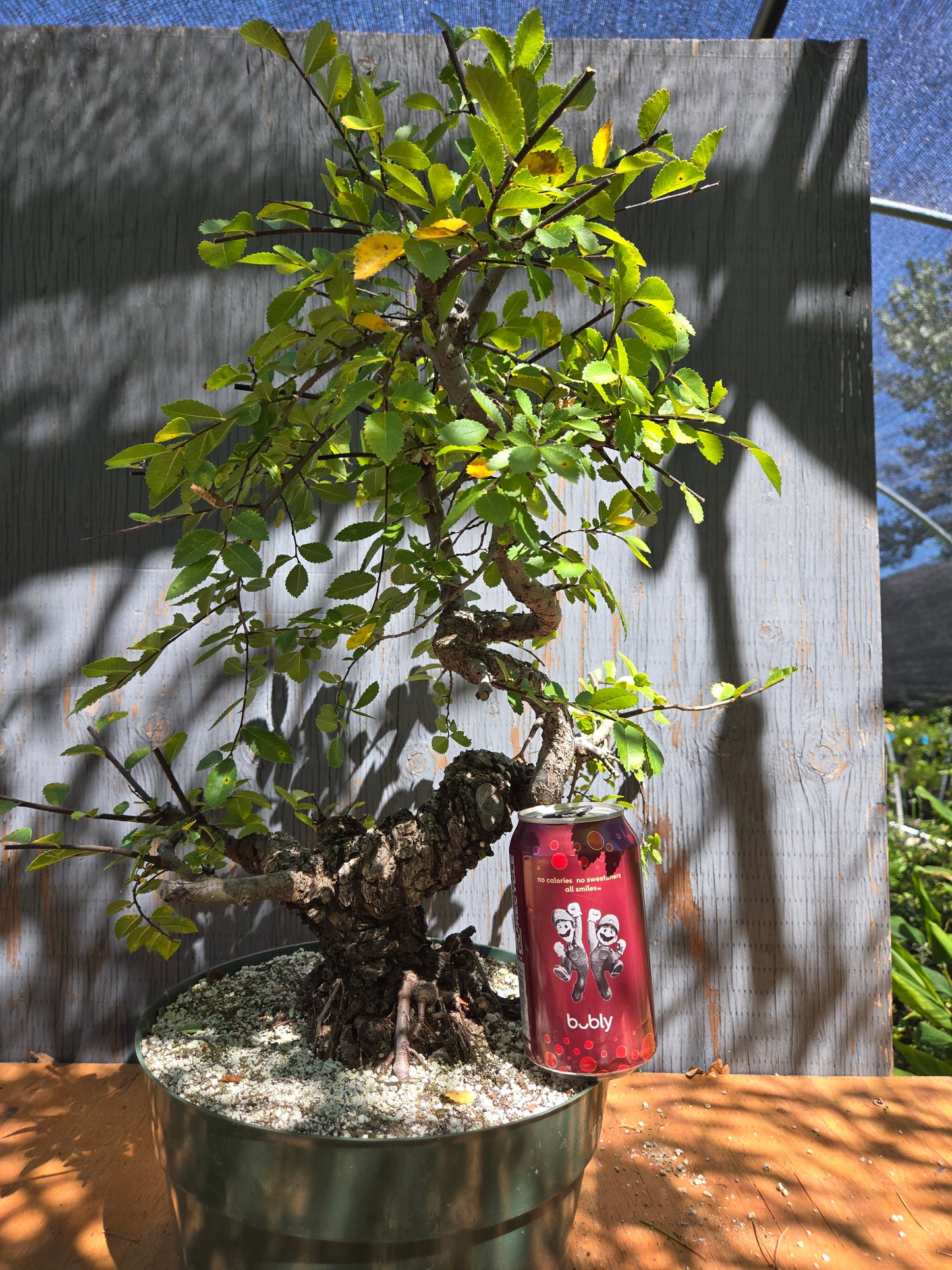 Cork Bark Chinese Elm JUL 00