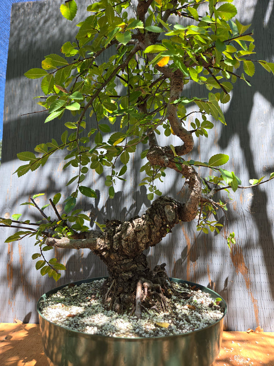 Cork Bark Chinese Elm JUL 00