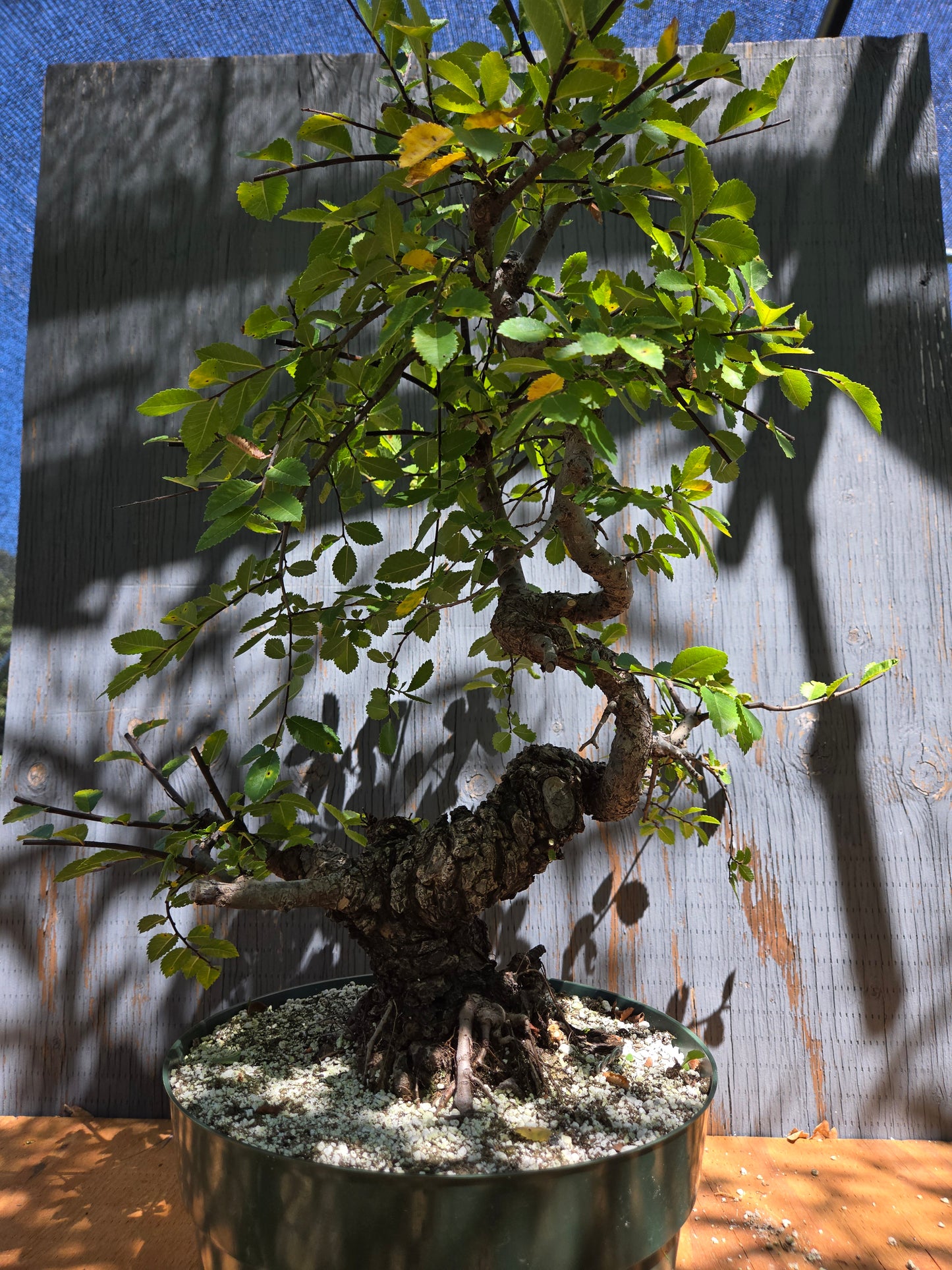Cork Bark Chinese Elm JUL 00