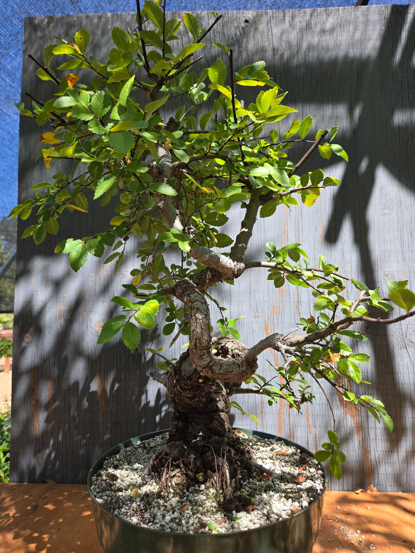 Cork Bark Chinese Elm JUL 00