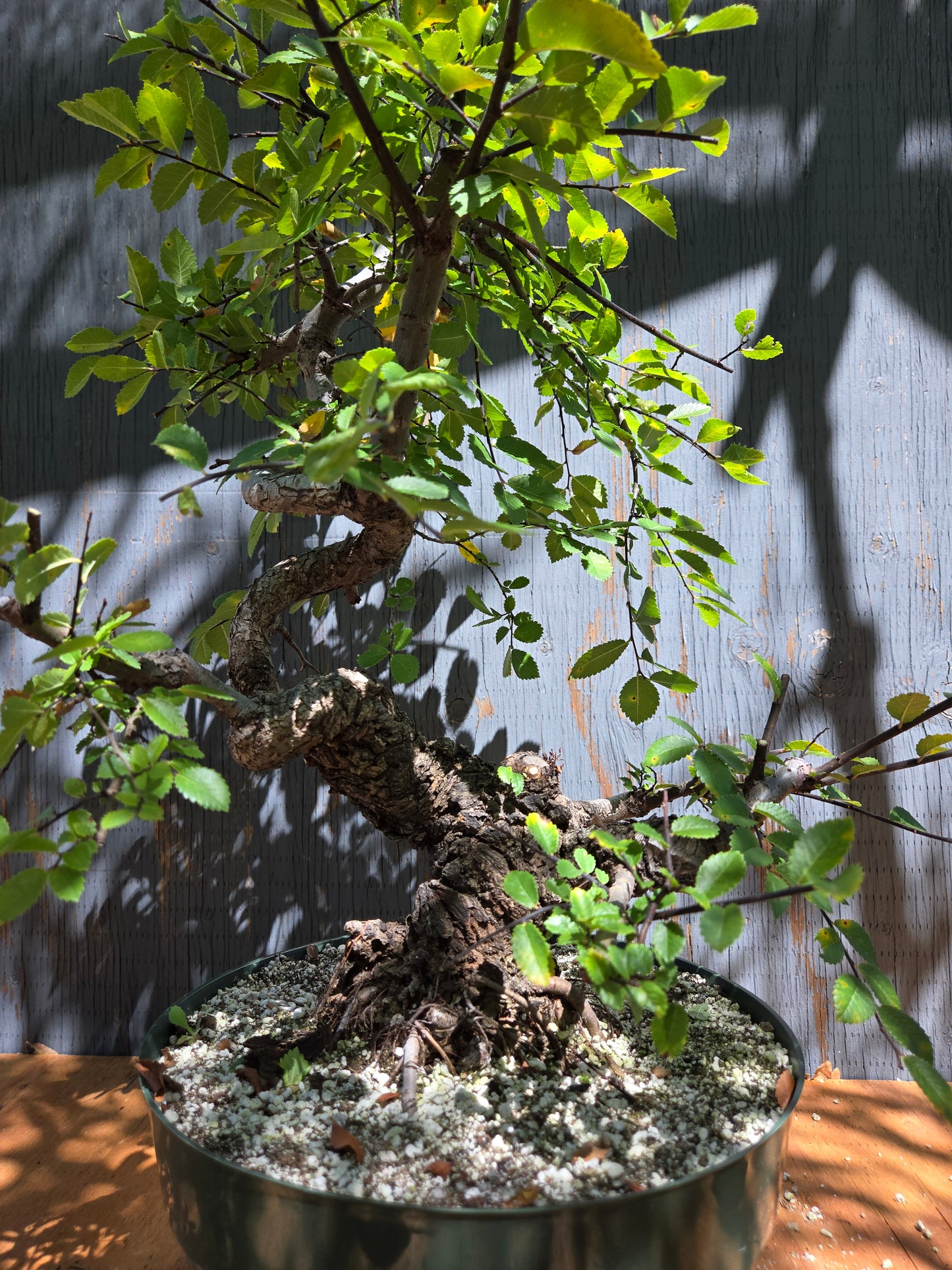 Cork Bark Chinese Elm JUL 00