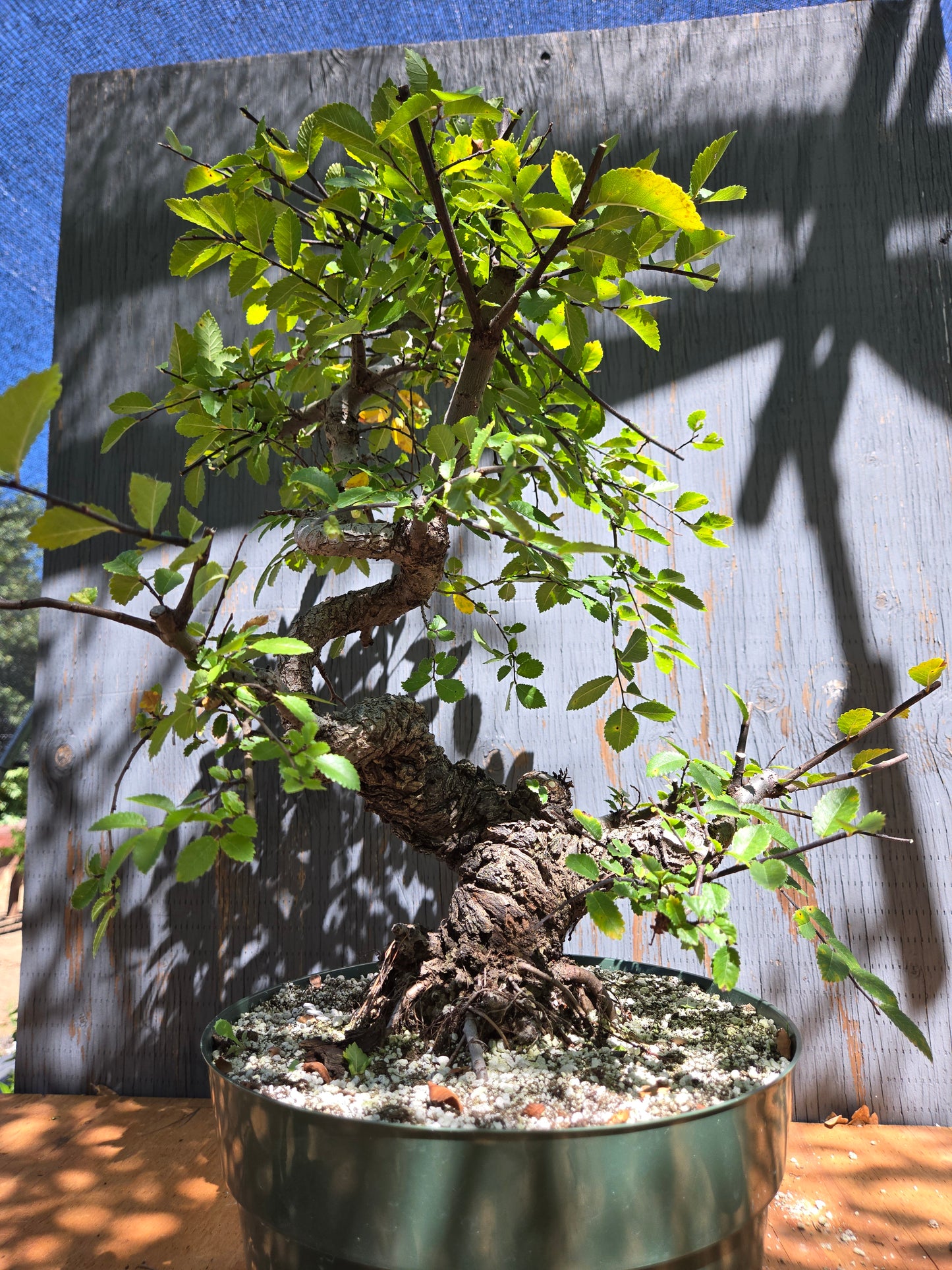 Cork Bark Chinese Elm JUL 00