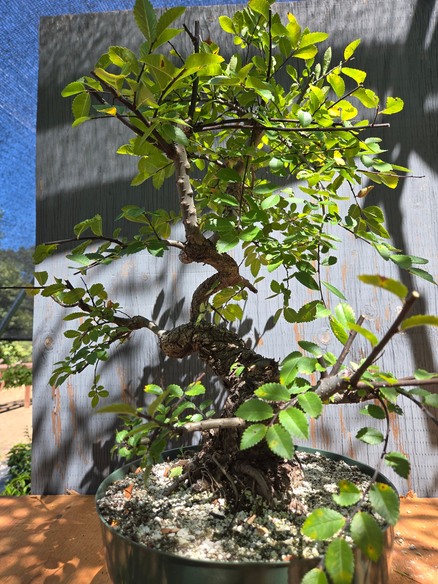 Cork Bark Chinese Elm JUL 00