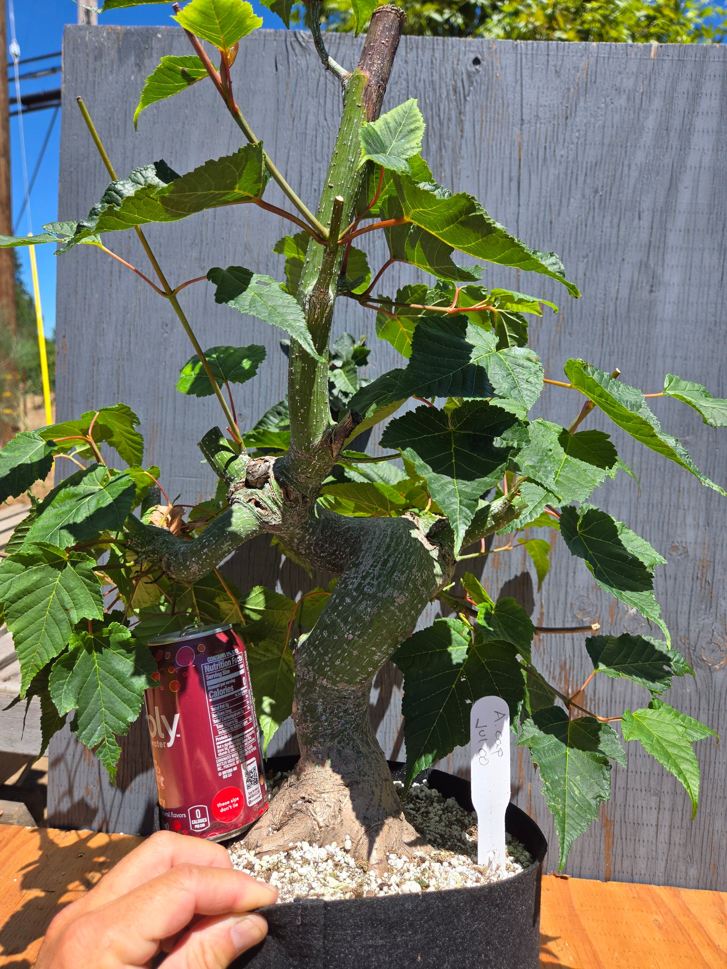 Snake Bark Maple, Acer capillipes, Acap JUL 00