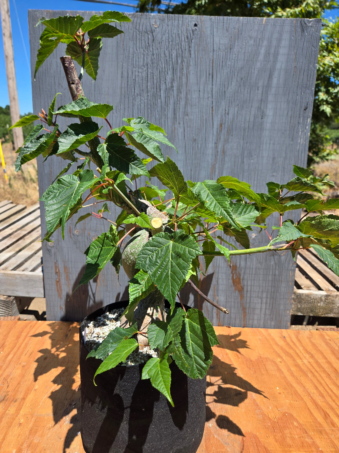 Snake Bark Maple, Acer capillipes, Acap JUL 00