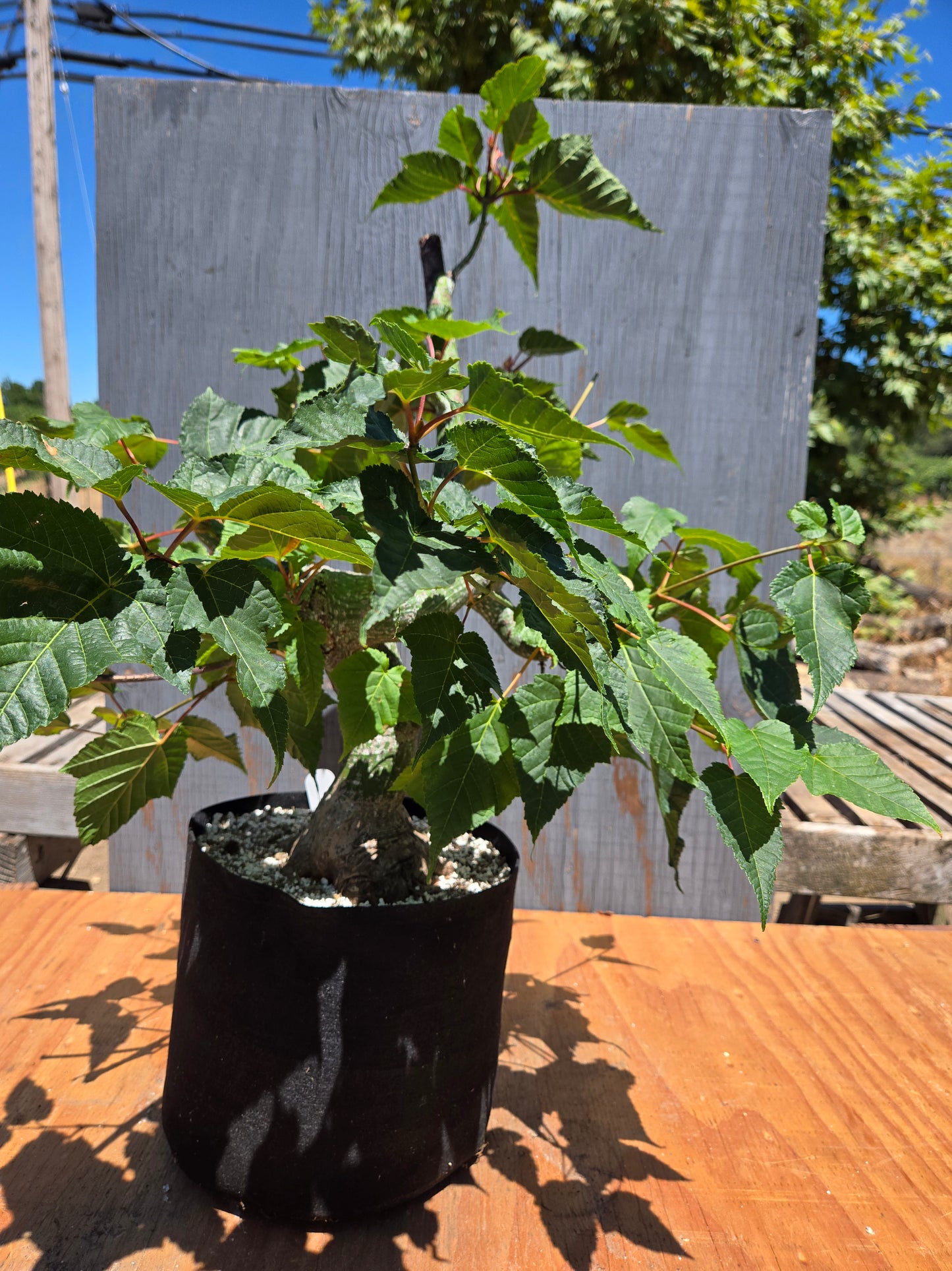 Snake Bark Maple, Acer capillipes, Acap JUL 00