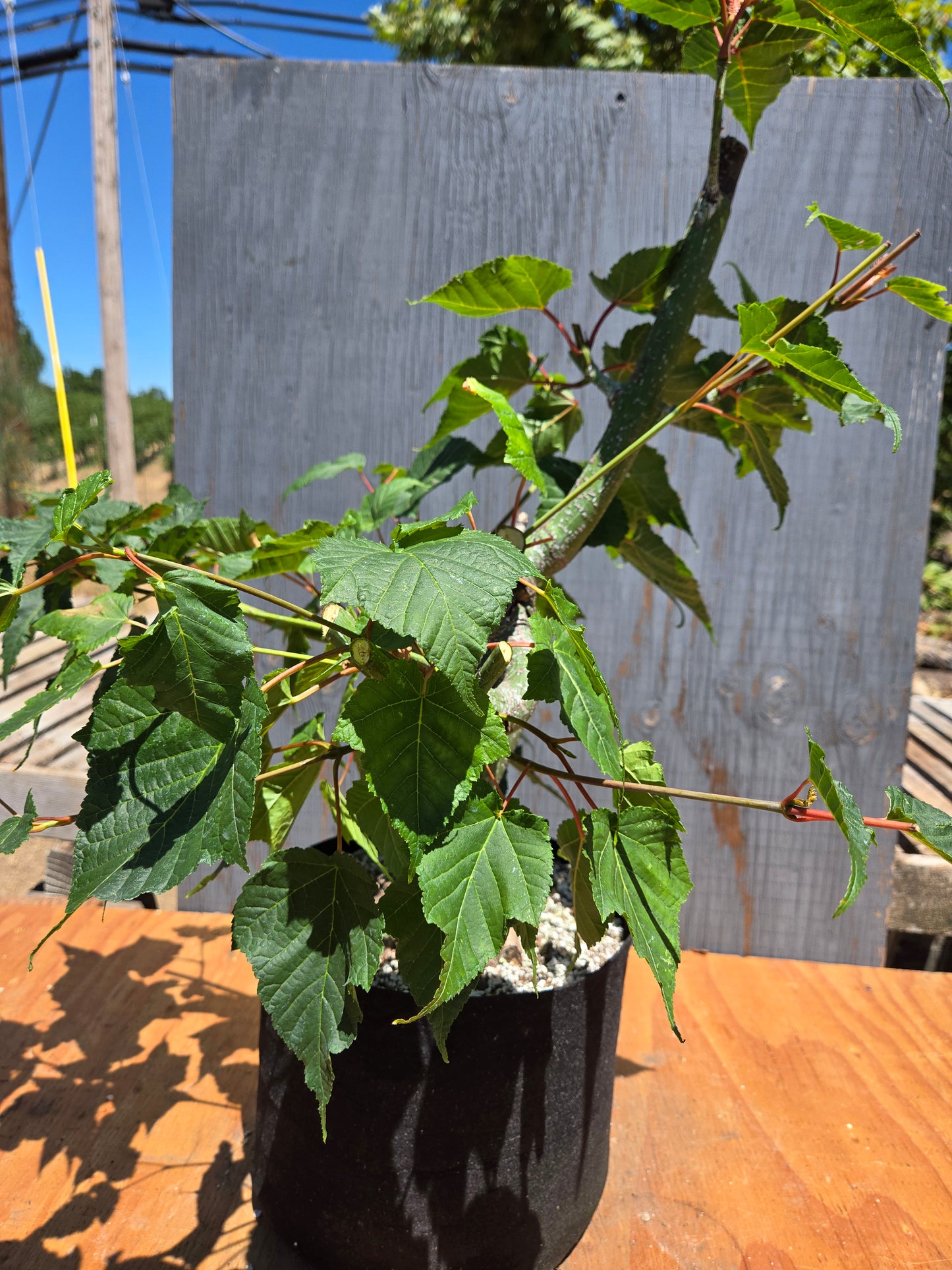 Snake Bark Maple, Acer capillipes, Acap JUL 00
