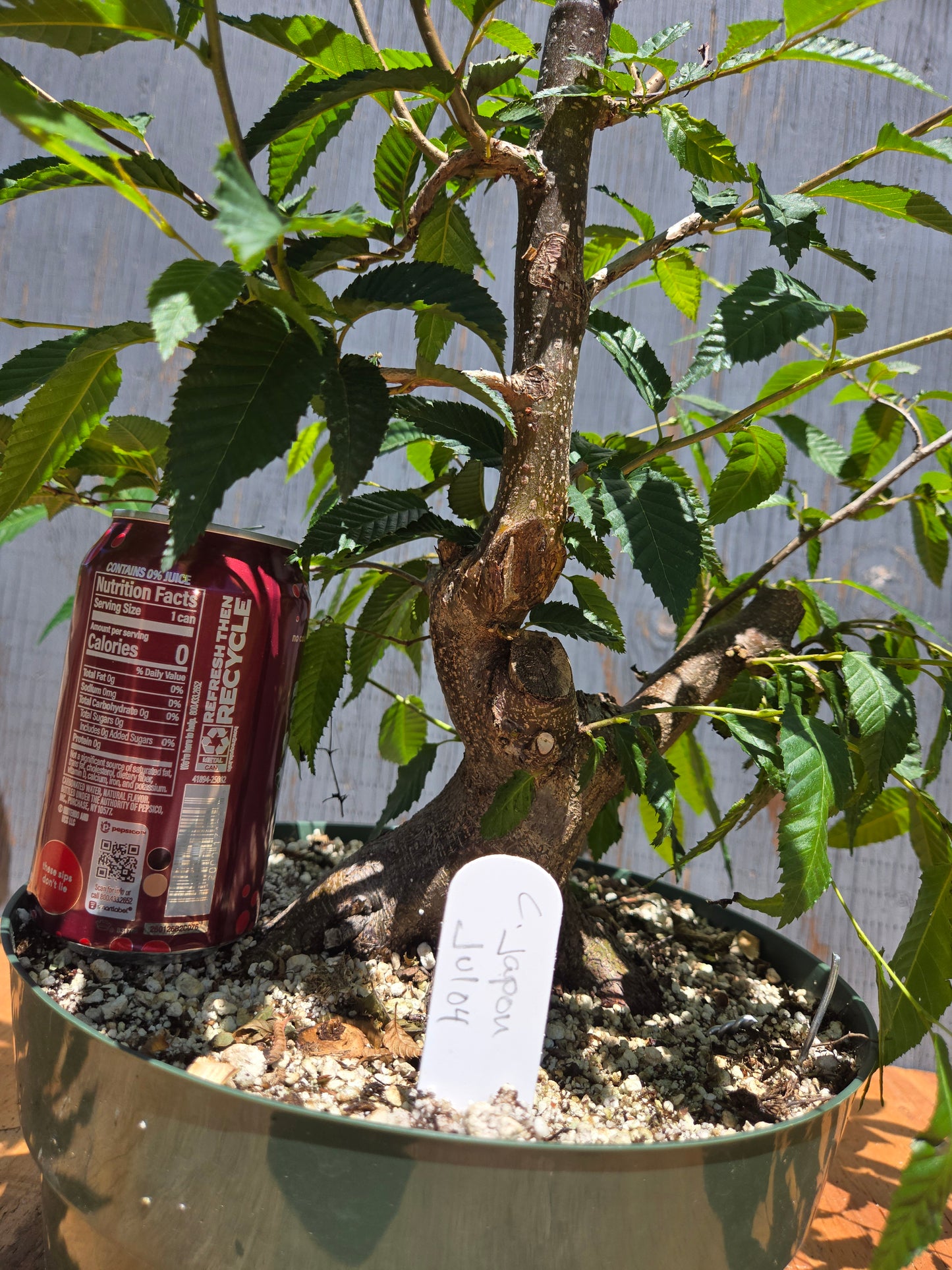 Carpinus japonica, Japanese Hornbeam, Cj JUL 04