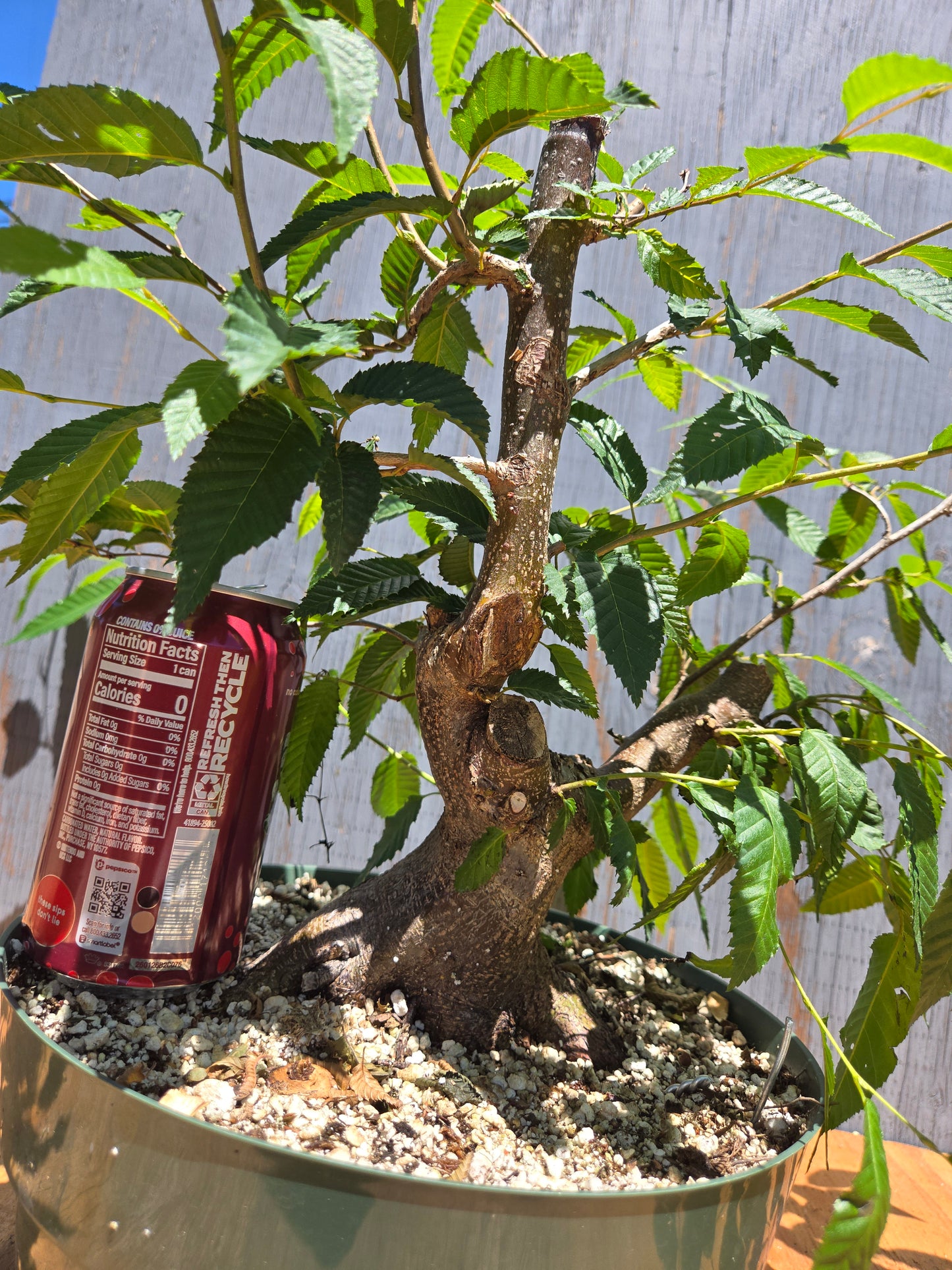Carpinus japonica, Japanese Hornbeam, Cj JUL 04
