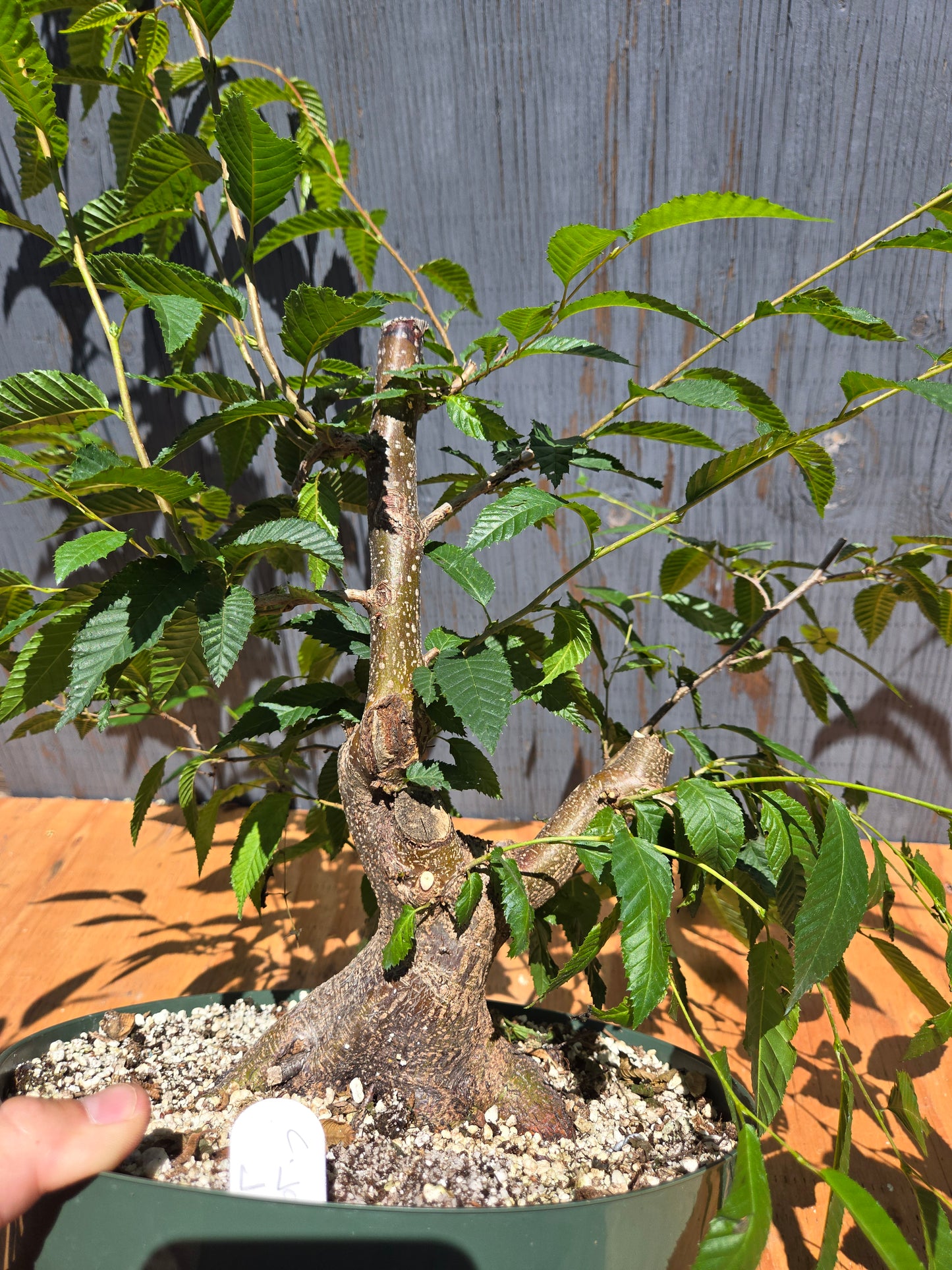 Carpinus japonica, Japanese Hornbeam, Cj JUL 04