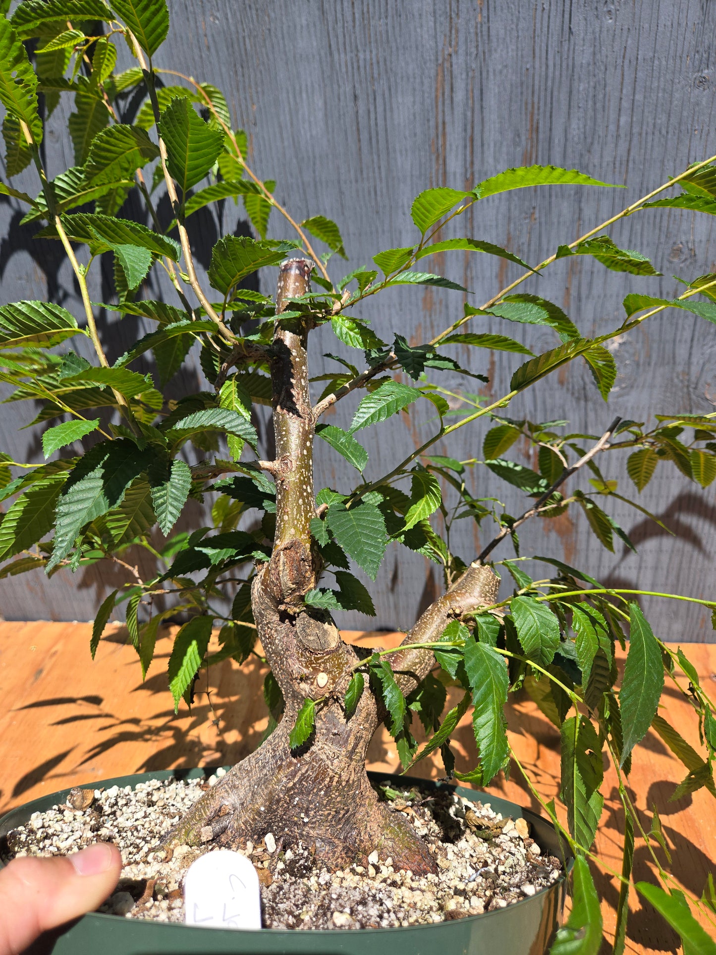 Carpinus japonica, Japanese Hornbeam, Cj JUL 04