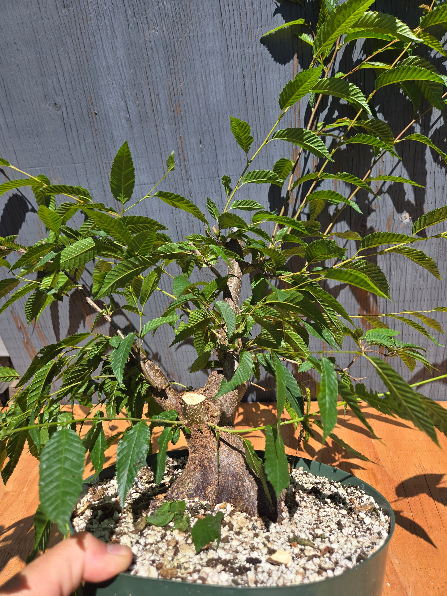 Carpinus japonica, Japanese Hornbeam, Cj JUL 04