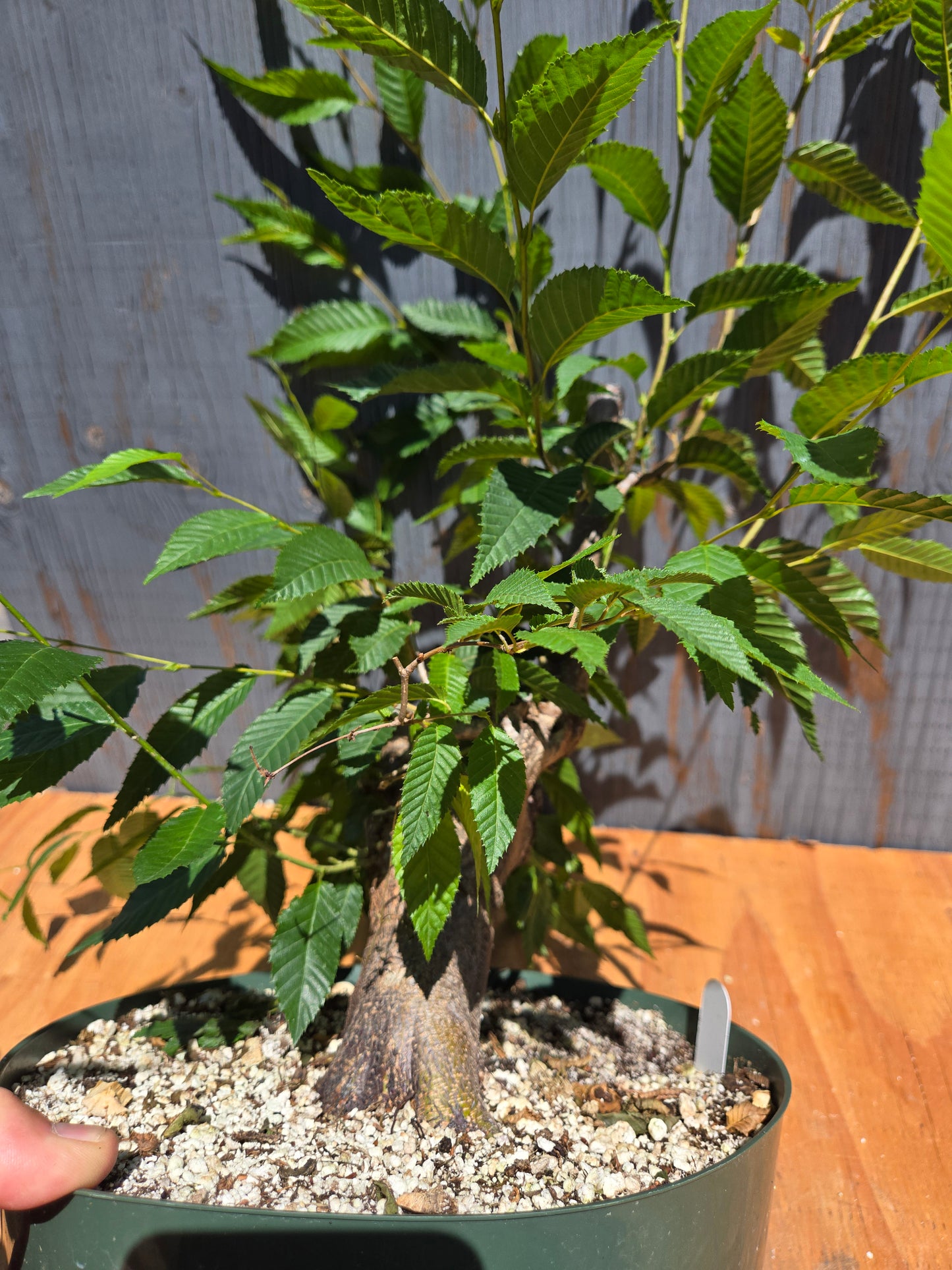 Carpinus japonica, Japanese Hornbeam, Cj JUL 04