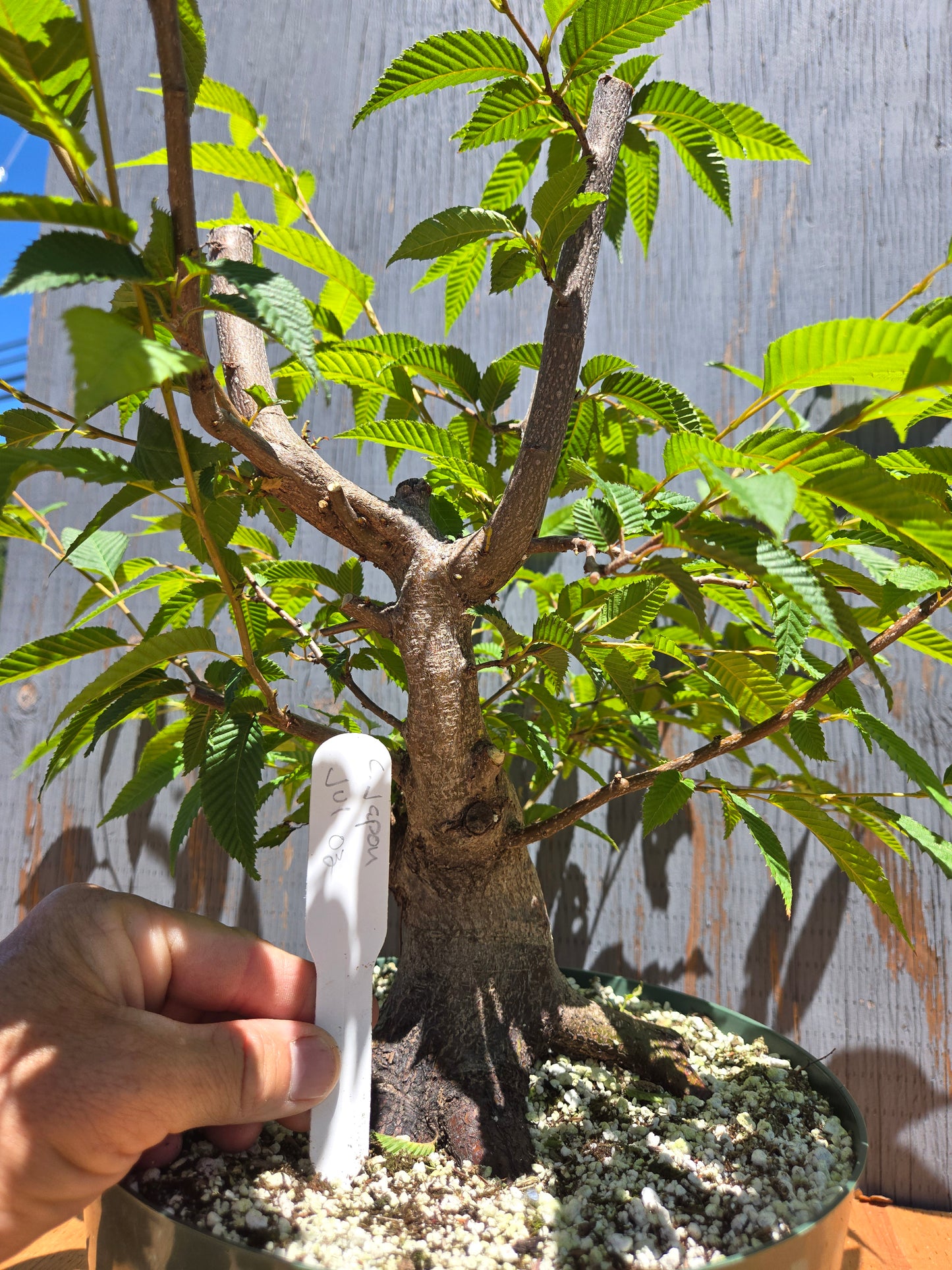 Carpinus japonica, Japanese Hornbeam, Cj JUL 03