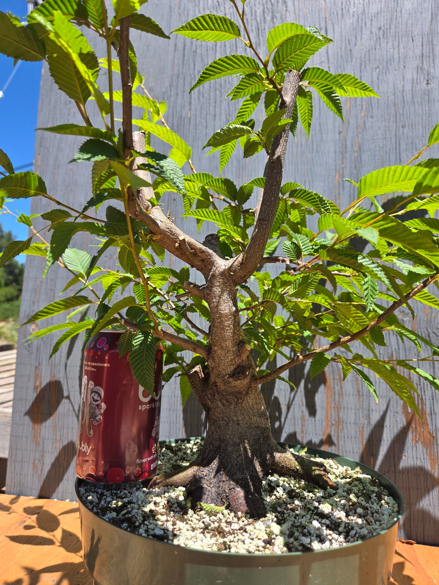 Carpinus japonica, Japanese Hornbeam, Cj JUL 03