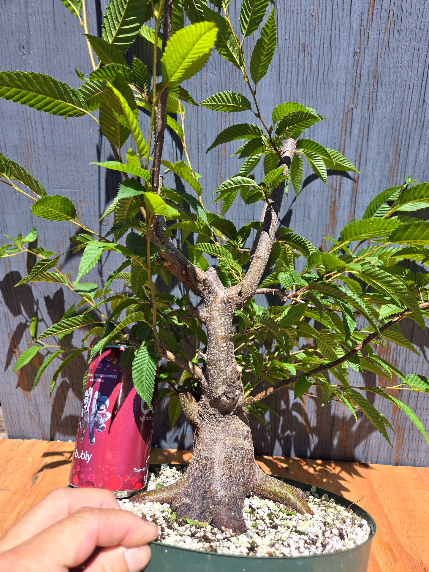 Carpinus japonica, Japanese Hornbeam, Cj JUL 03