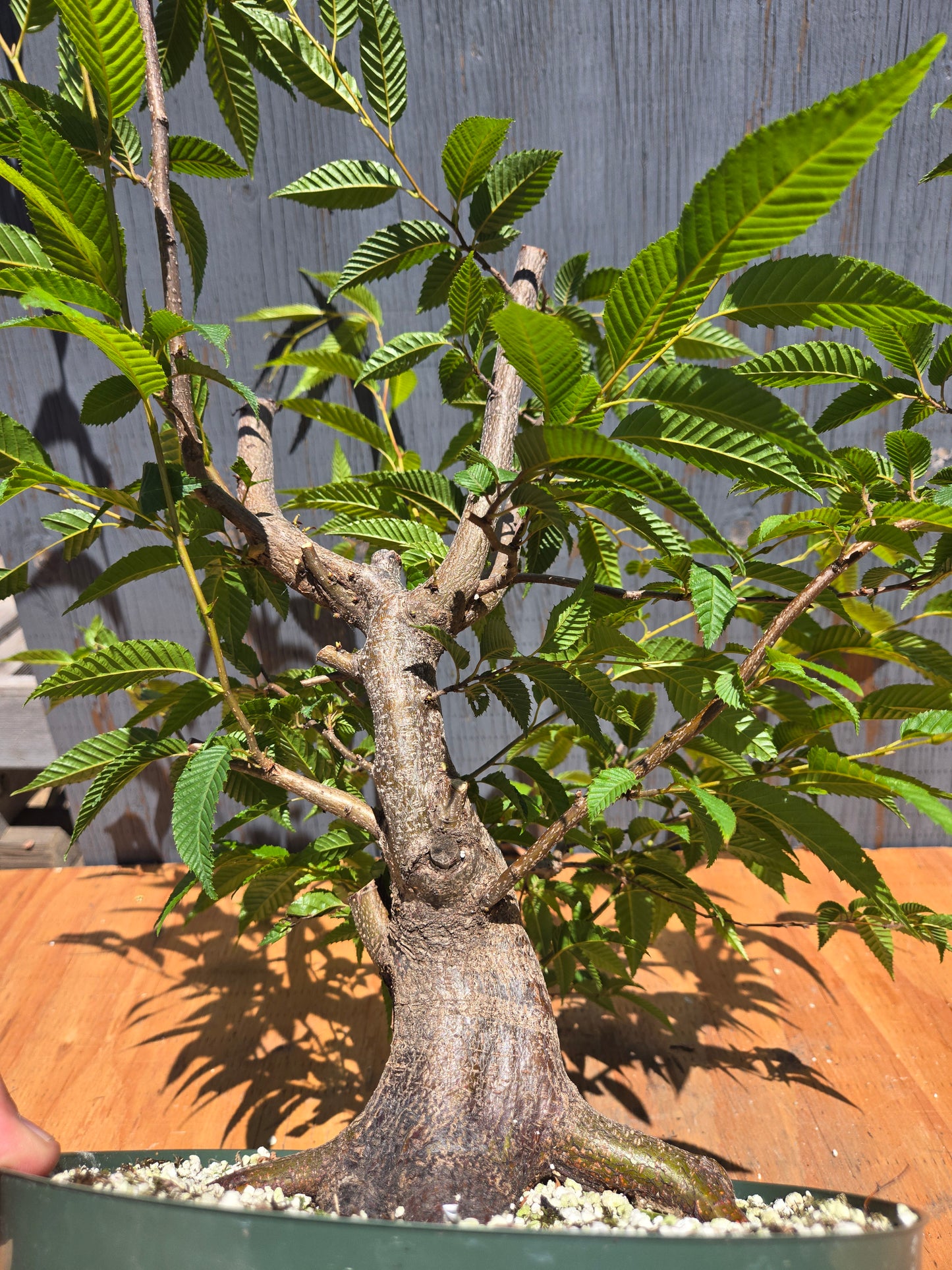 Carpinus japonica, Japanese Hornbeam, Cj JUL 03