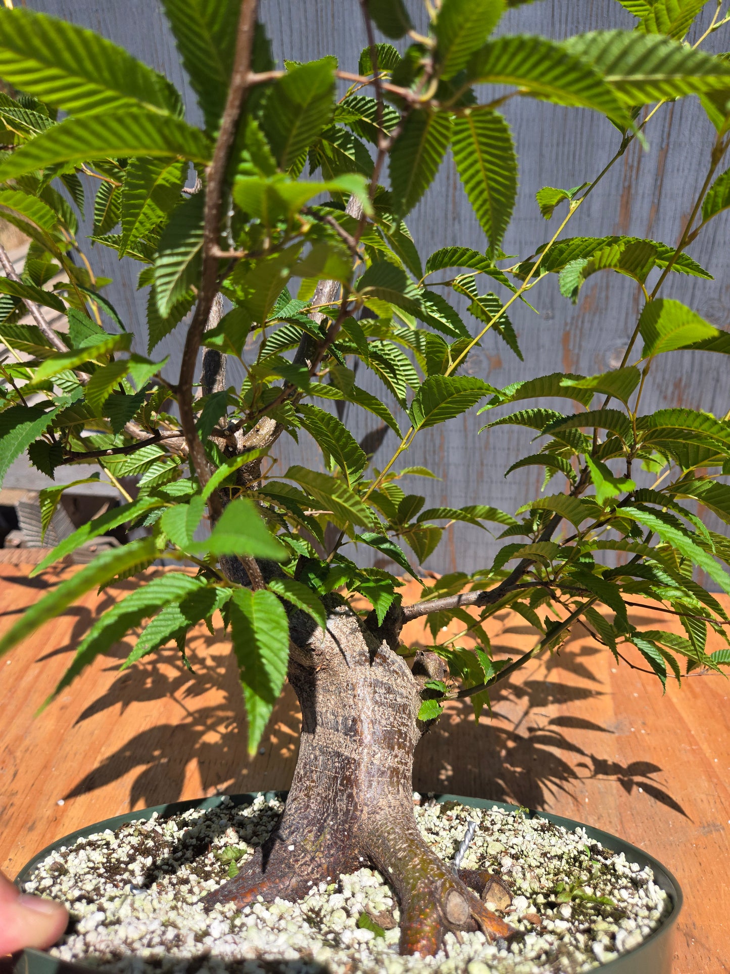Carpinus japonica, Japanese Hornbeam, Cj JUL 03
