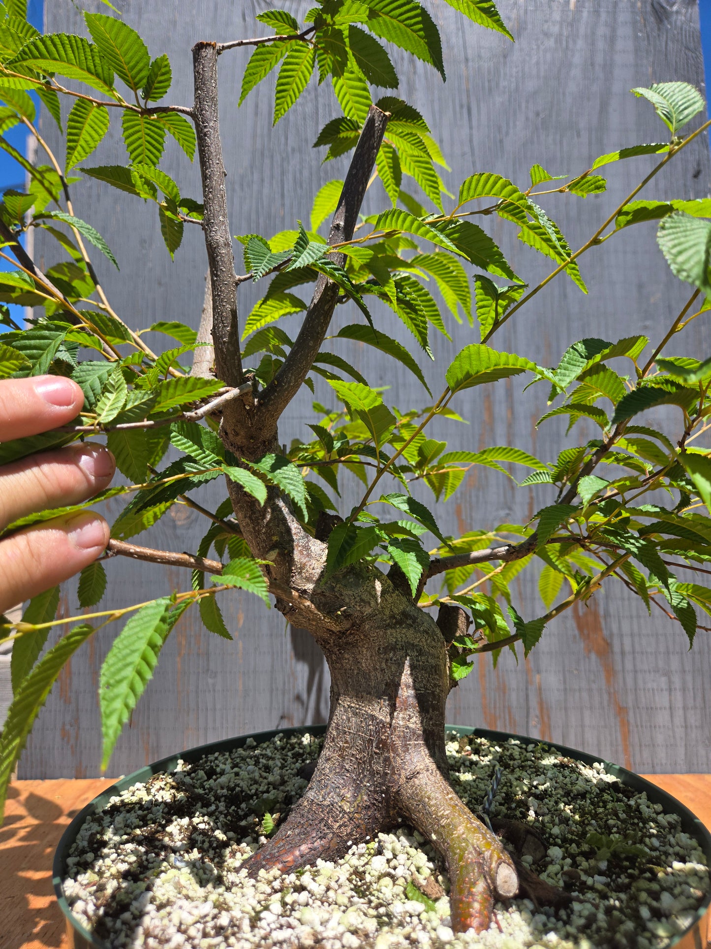 Carpinus japonica, Japanese Hornbeam, Cj JUL 03