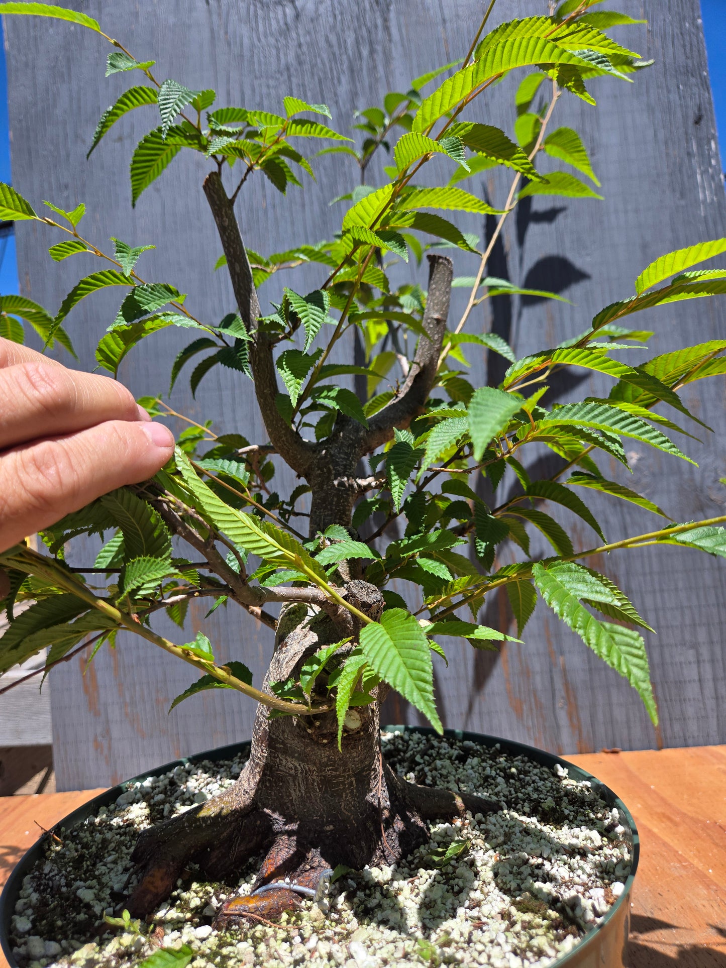 Carpinus japonica, Japanese Hornbeam, Cj JUL 03