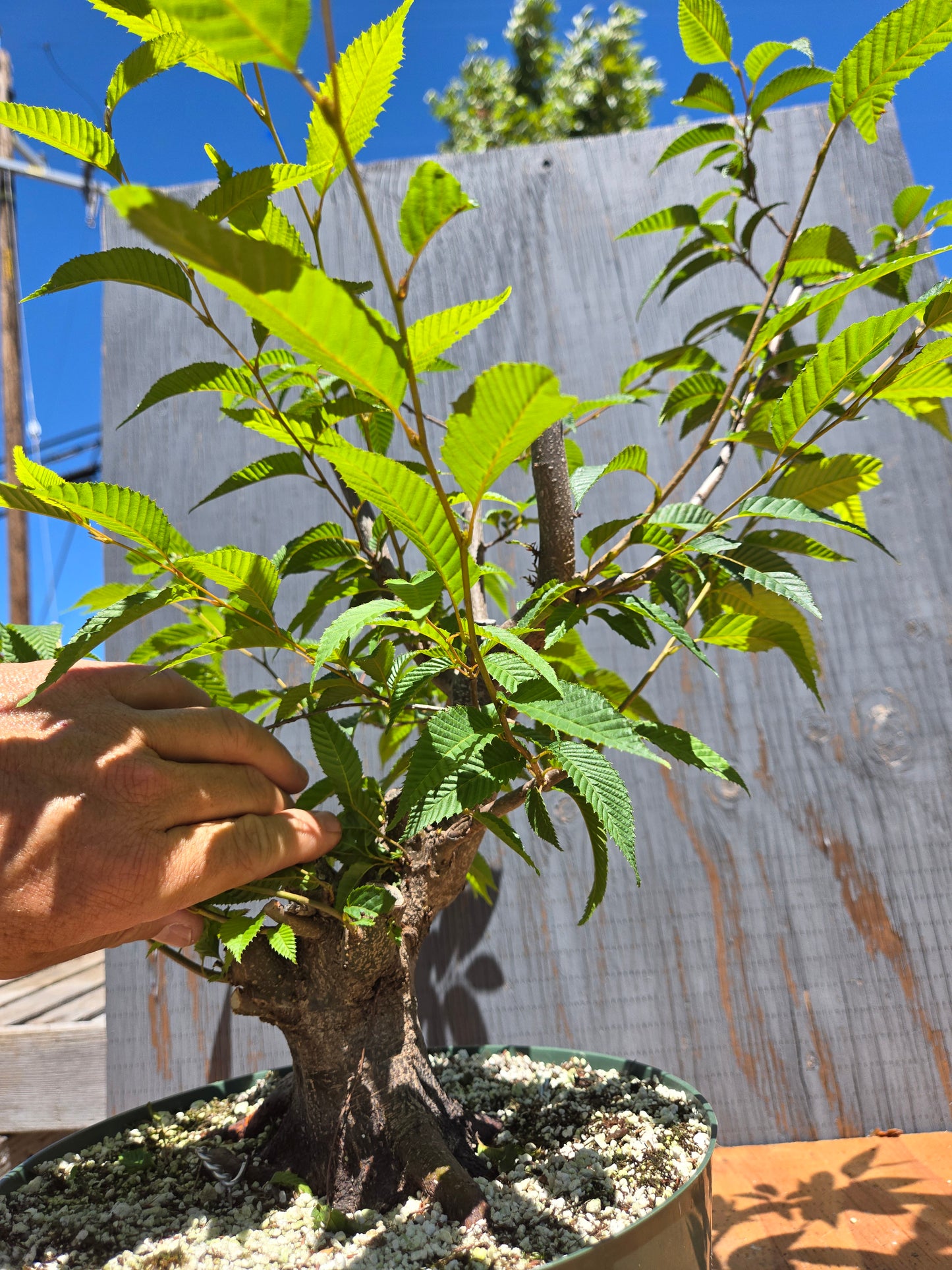 Carpinus japonica, Japanese Hornbeam, Cj JUL 03