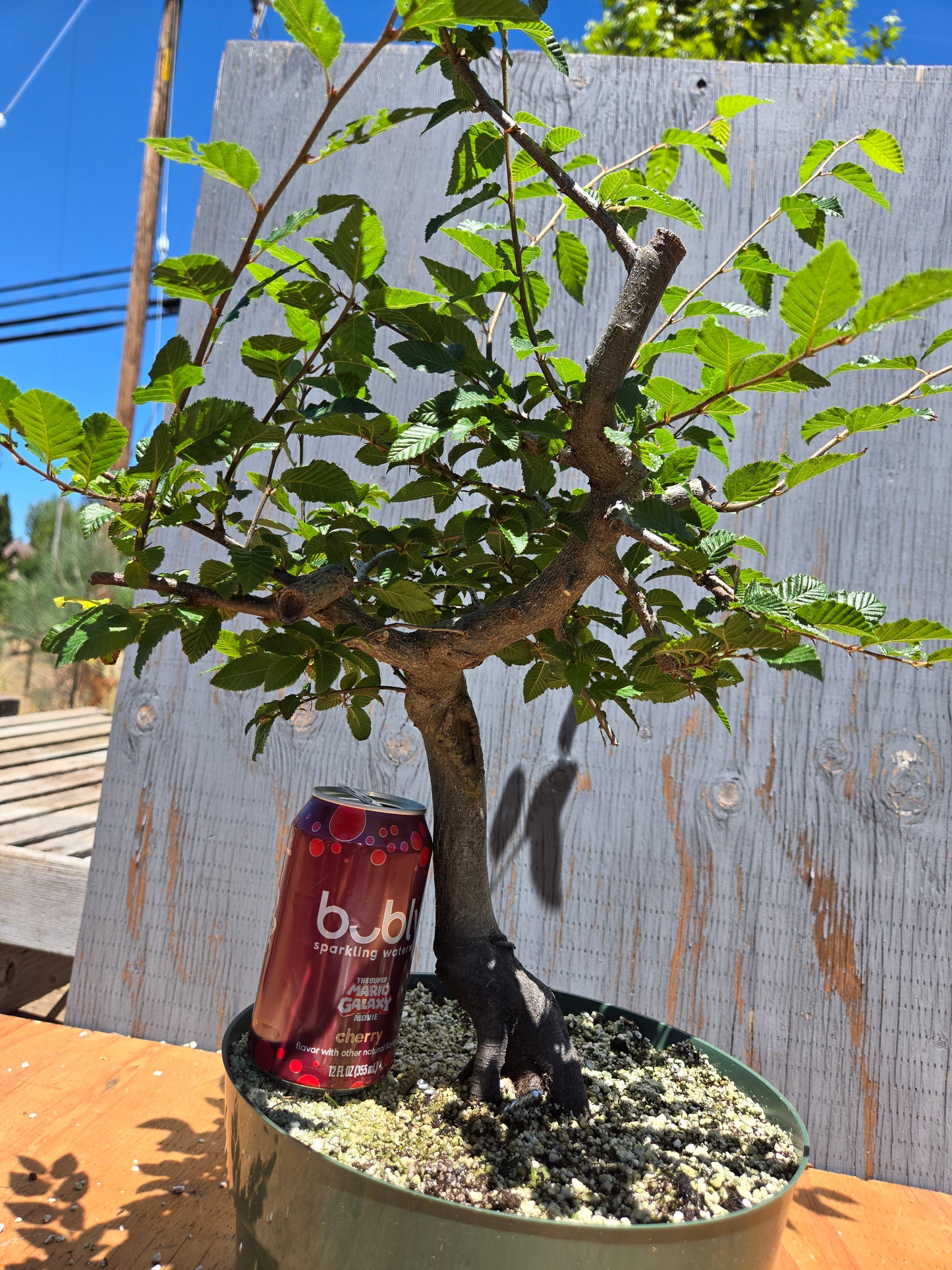 Carpinus coreana, Korean Hornbeam, Ccor JUL 00